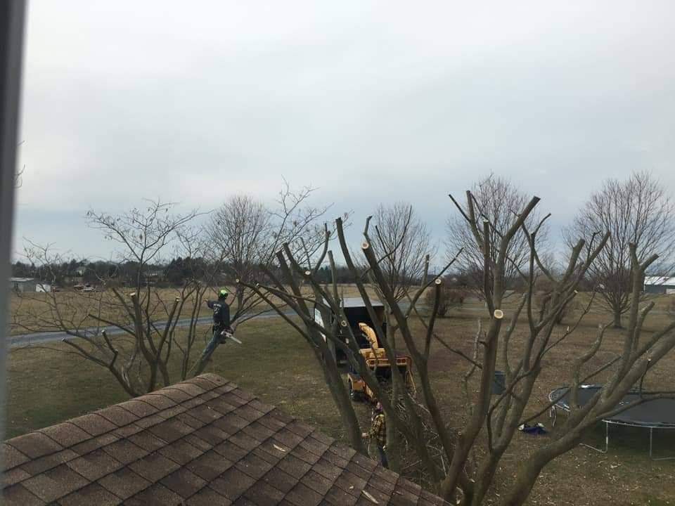 A view of a tree being cut down from the roof of a house.
