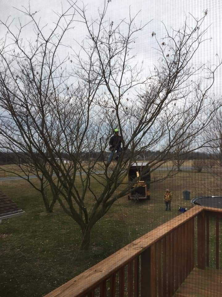 A man is standing on top of a tree without leaves.