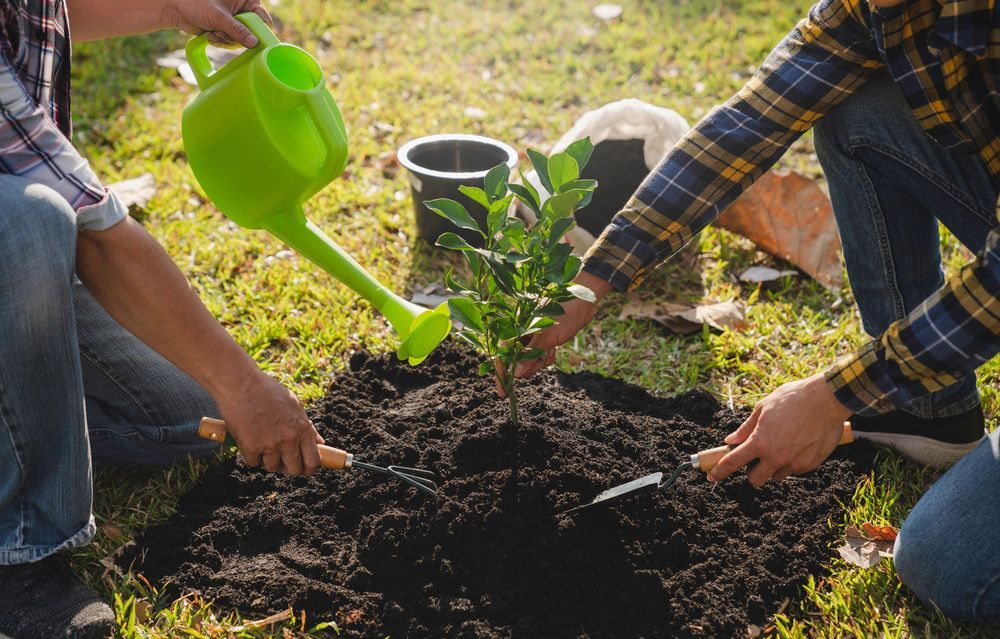 A man is watering a tree while another man is planting a tree.