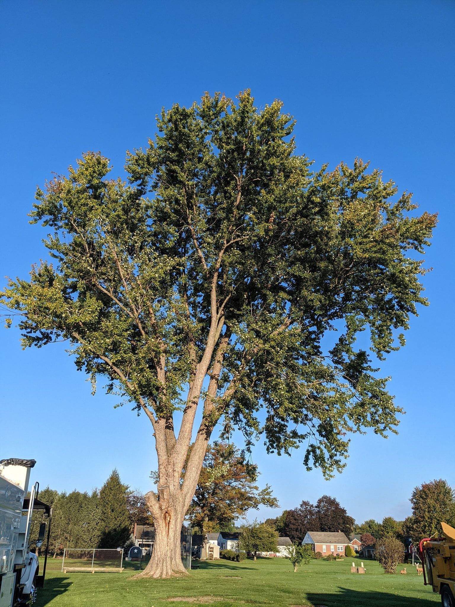 A large tree in a park with a blue sky in the background
