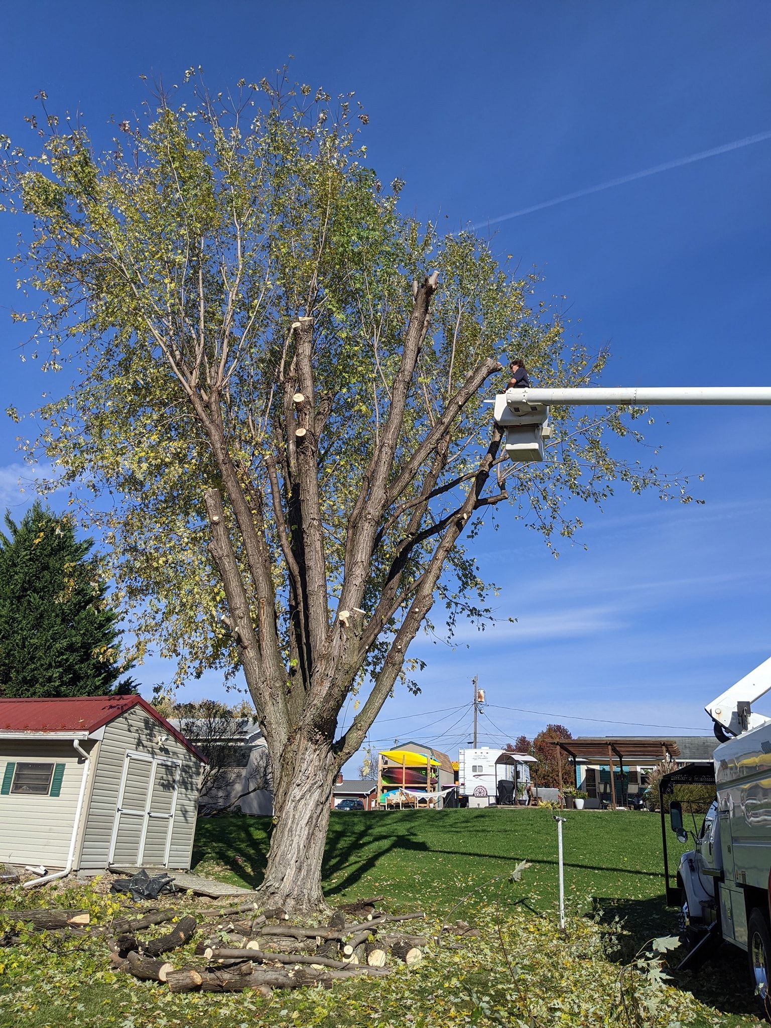 A tree is being cut down by a crane in a yard.