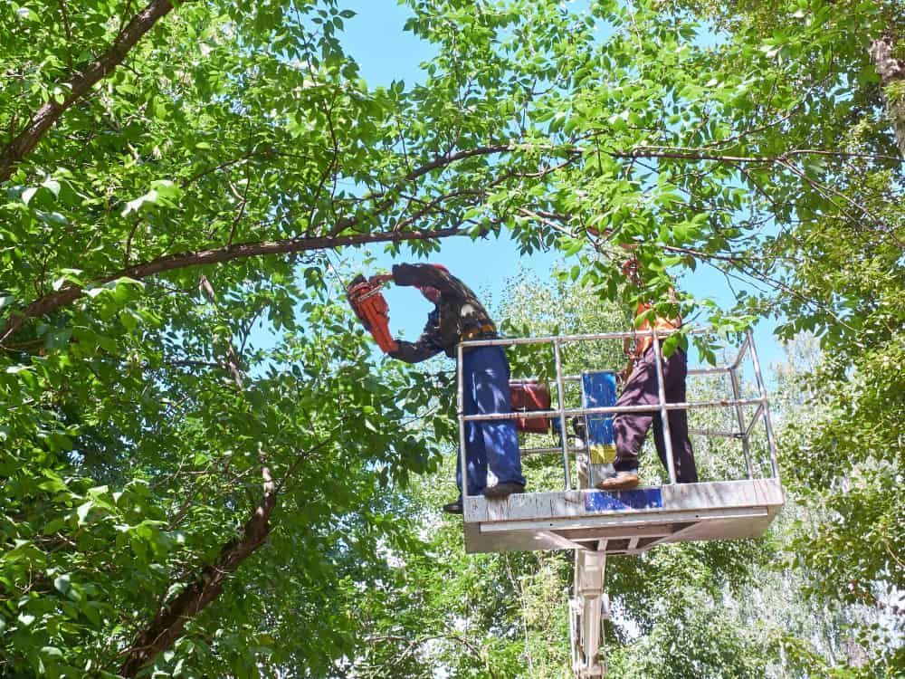 Two Men Are Working on a Tree in a Bucket — Auz Tree in Hallidays Point, NSW