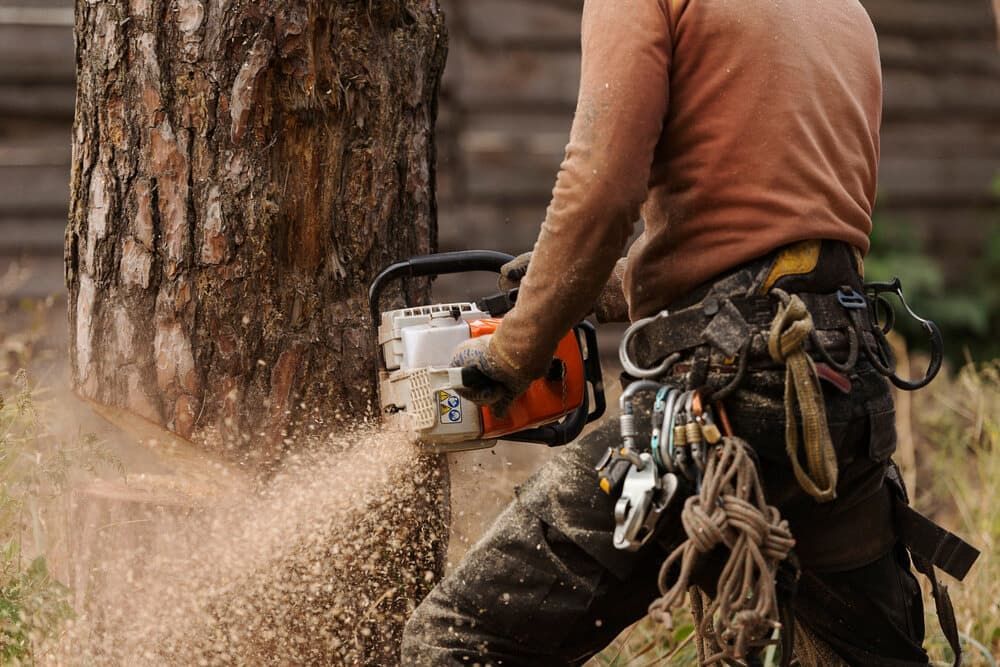 A Man is Cutting a Tree With a Chainsaw — Auz Tree in Smiths Lake, NSW