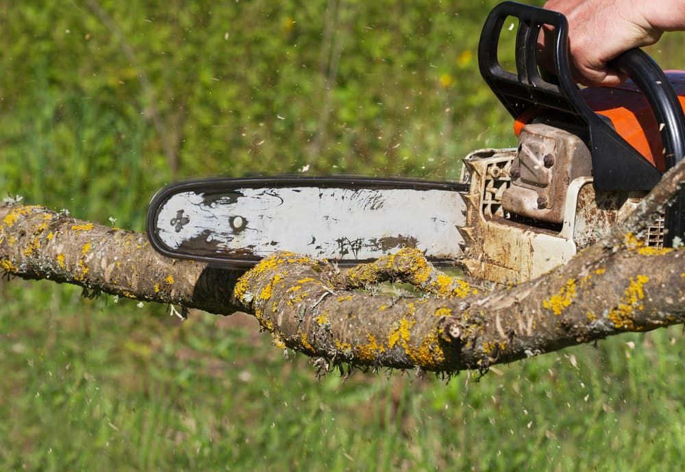 A Person is Cutting a Tree Branch With a Chainsaw — Auz Tree in Smiths Lake, NSW