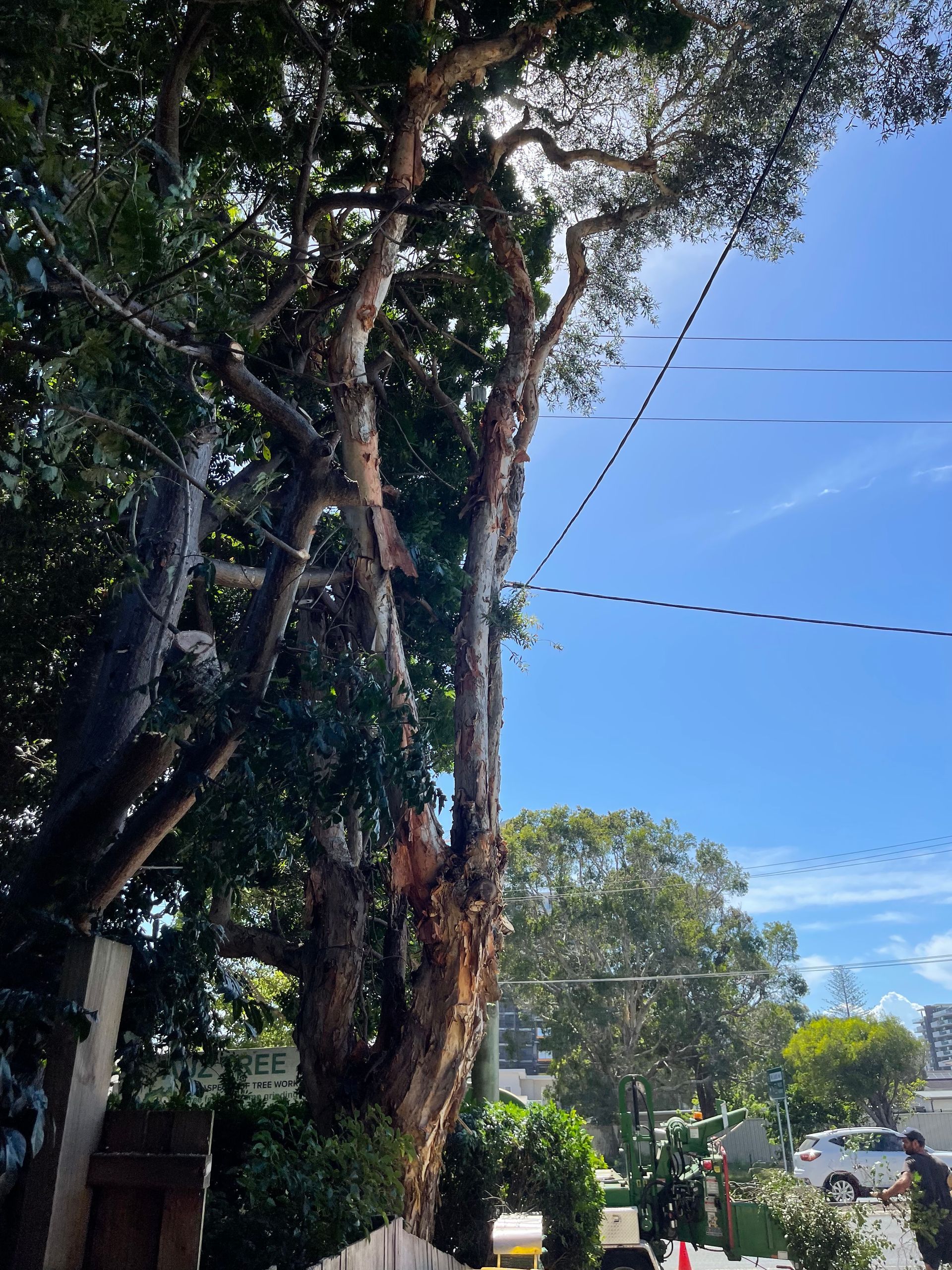 Tall tree with exposed trunk; some branches remain. Power lines are visible, and a bright blue sky. — Auz Tree in Hallidays Point, NSW