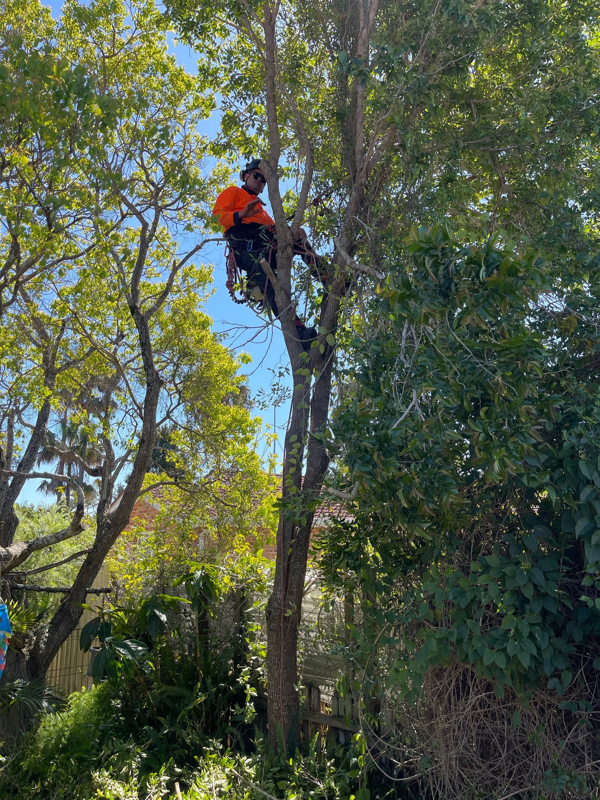 A Man in an Orange Shirt is Climbing a Tree — Auz Tree in Smiths Lake, NSW