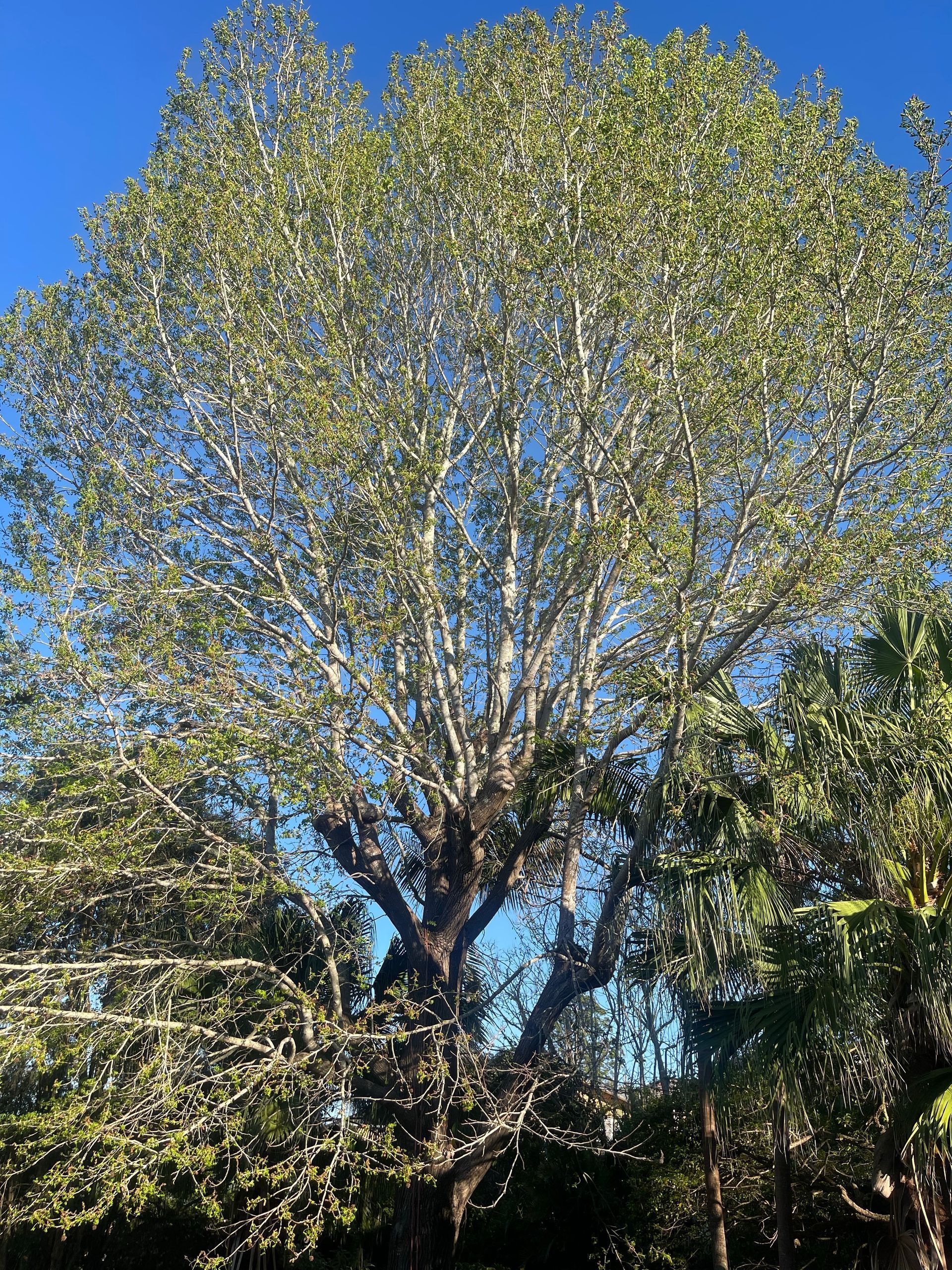 A Man is Cutting a Tree With a Chainsaw — Auz Tree in Hallidays Point, NSW