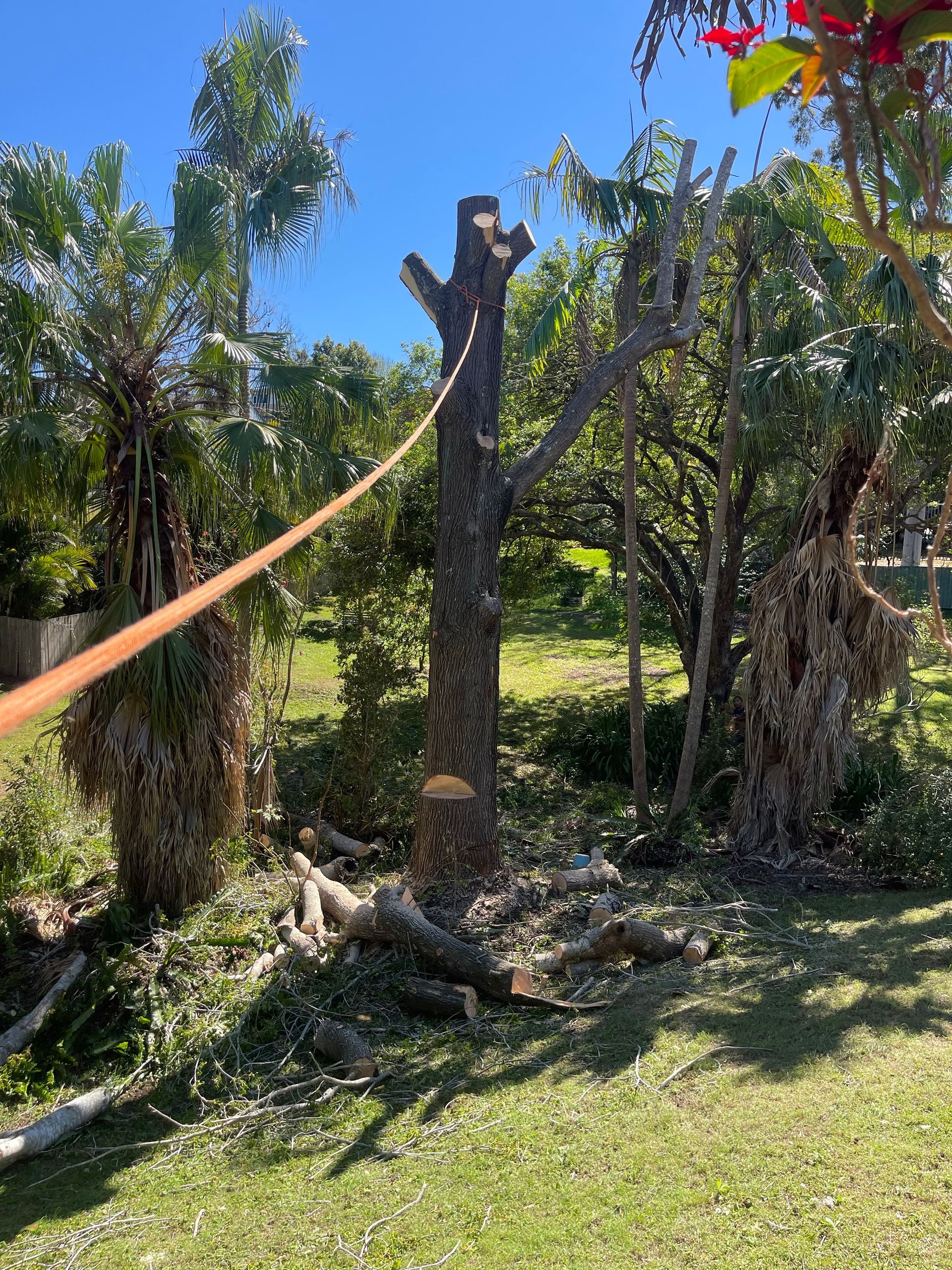 A Person is Cutting a Tree Branch With a Pair of Scissors — Auz Tree in Smiths Lake, NSW