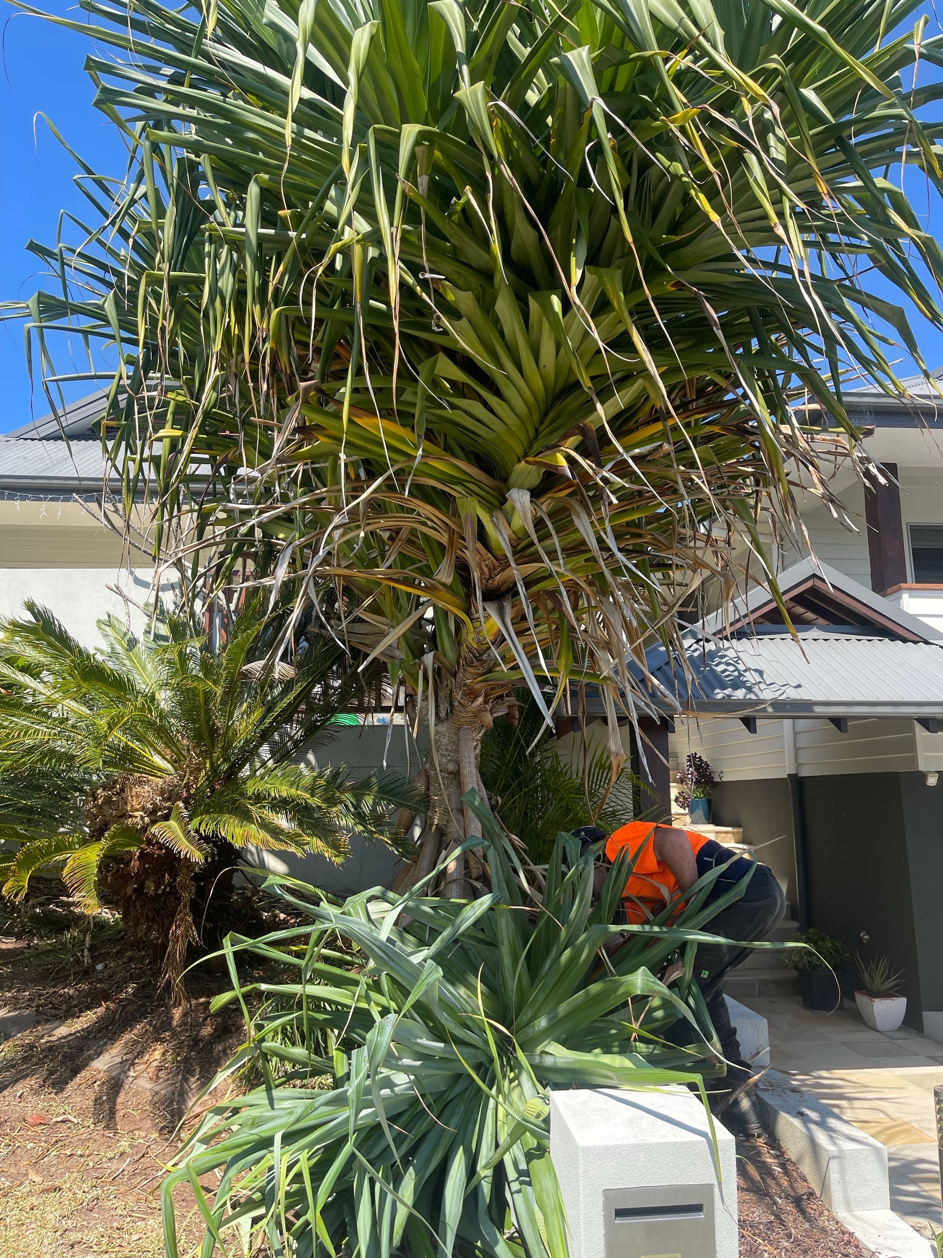 A Man is Cutting a Tree Stump With a Chainsaw — Auz Tree in Forster, NSW