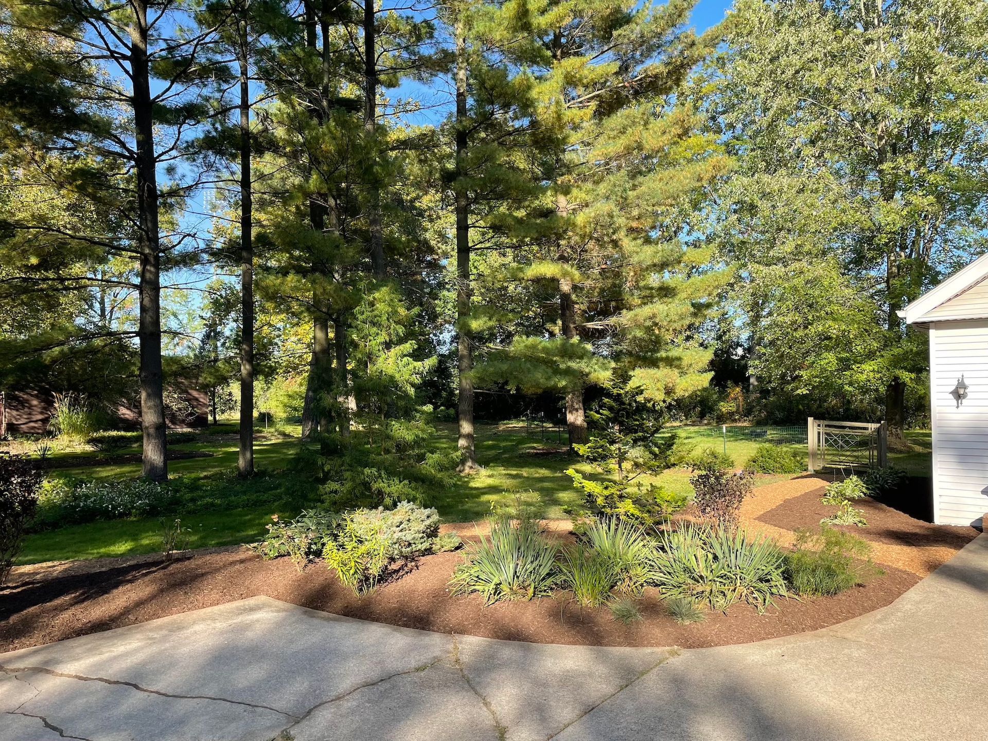 A driveway leading to a shed surrounded by trees and bushes.