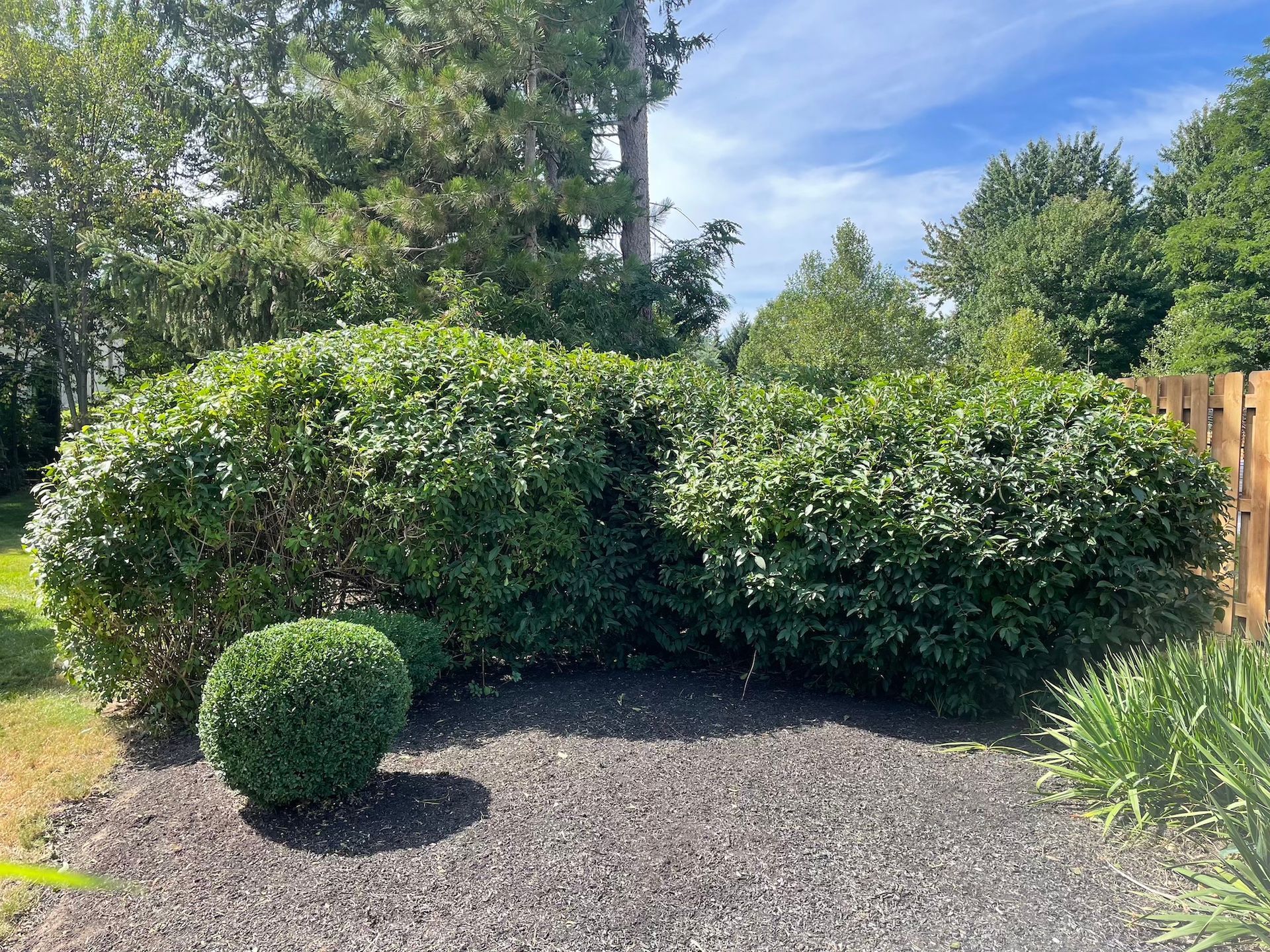 A bush with a ball in the middle of it in a garden next to a wooden fence.