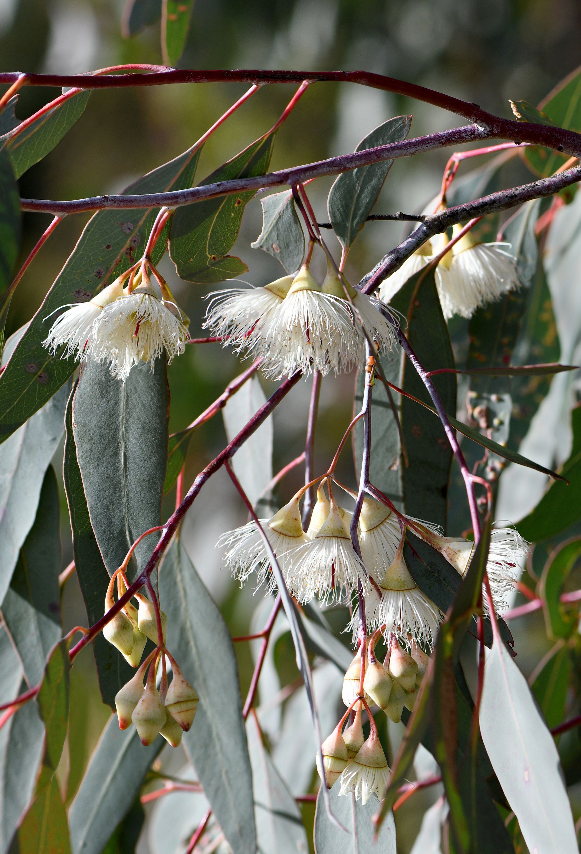 A cluster of white eucalyptus flowers with fluffy stamens hangs from thin, reddish-brown stems among slender gray leaves.