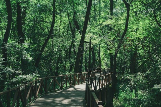 Peaceful woodland boardwalk reflecting remembrance at Funeral Homes York, PA