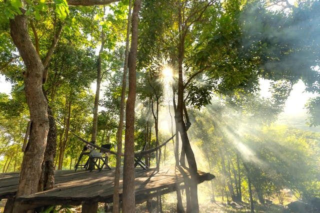 Sunlit forest retreat symbolizing peace and healing at Funeral Homes York, PA