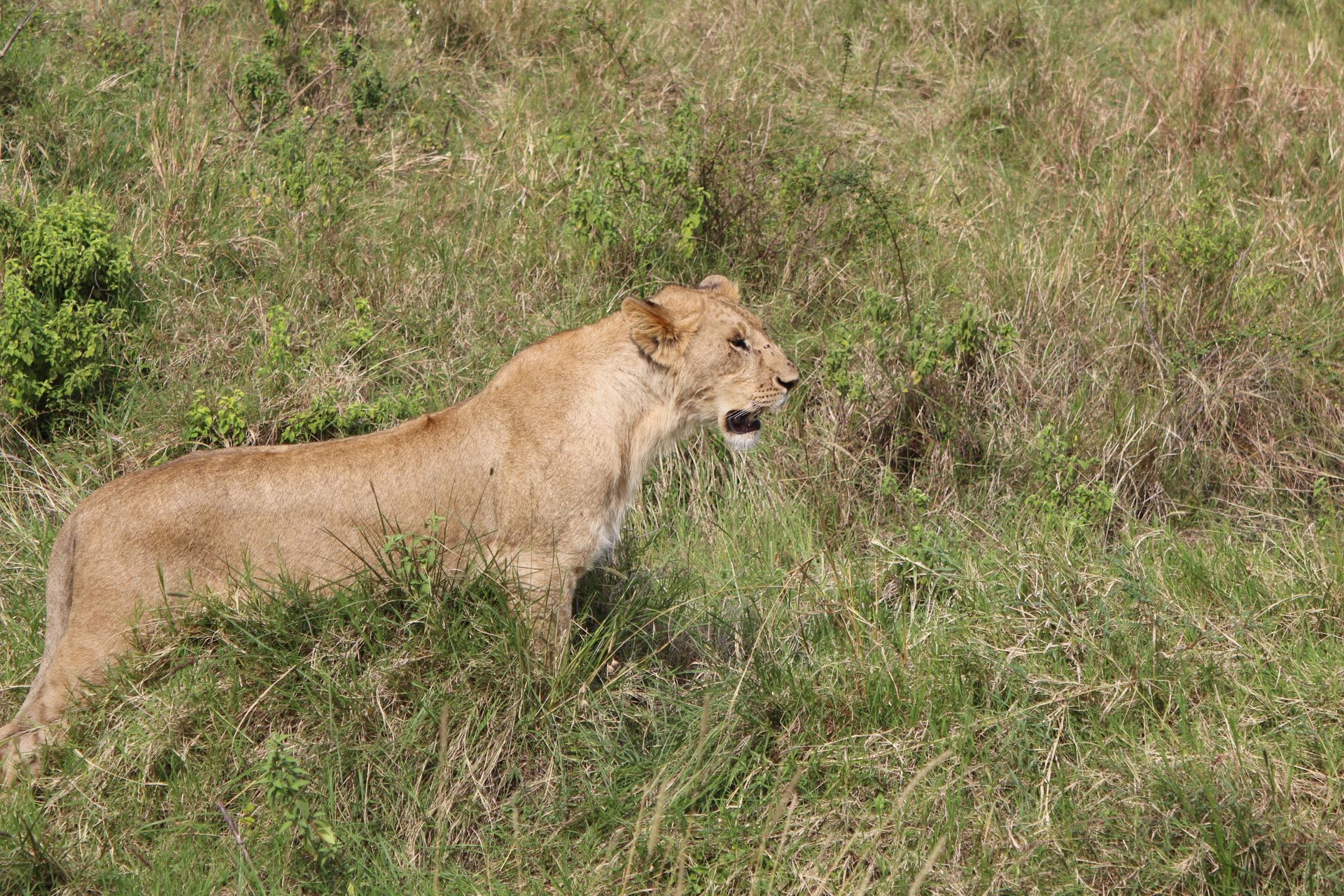 Lioness in tall green grass, looking to the side.