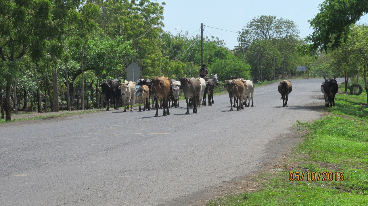 Cattle herd walking on a paved road, trees line both sides on a sunny day.