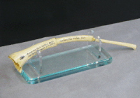Curved ivory-colored carved tusk displayed on a clear glass stand.