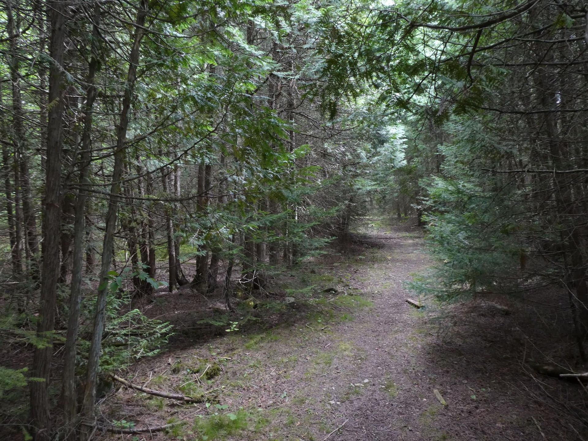 A path in the middle of a forest surrounded by trees.