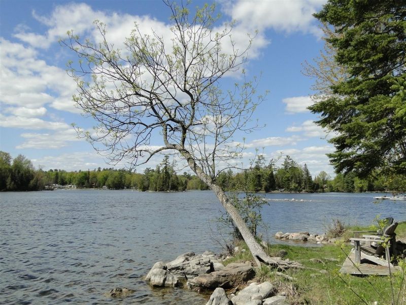 A tree is leaning over the edge of a lake