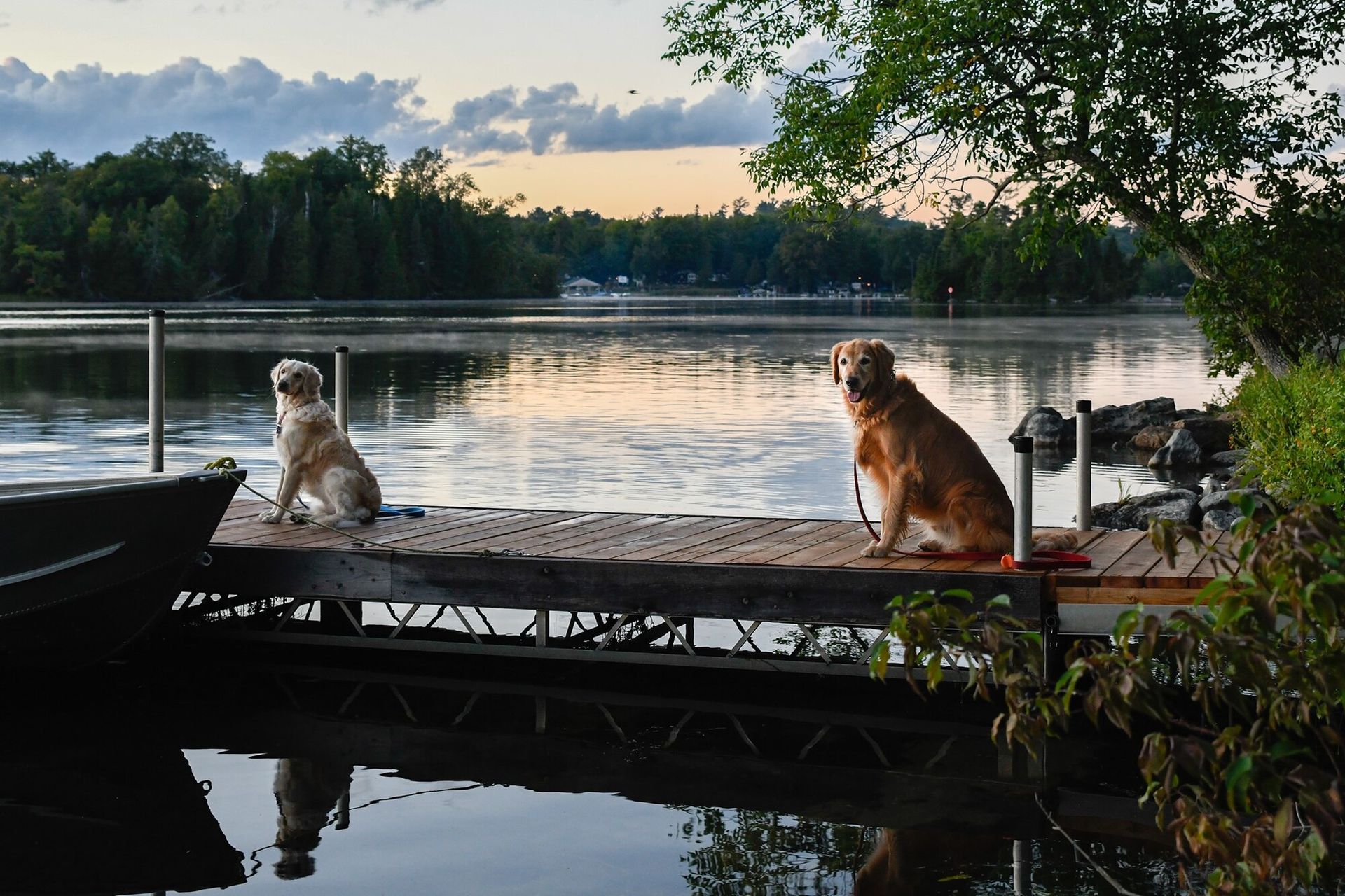 Two dogs sit on a dock, overlooking a calm lake at dusk.