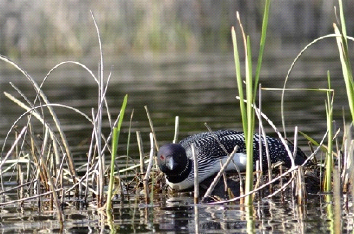 A duck is swimming in a pond surrounded by tall grass.