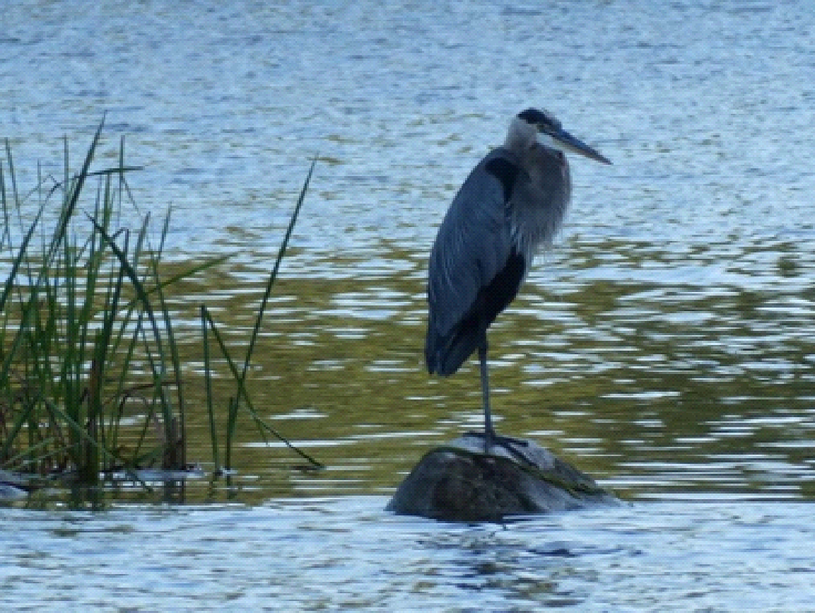 A bird standing on a rock in the water