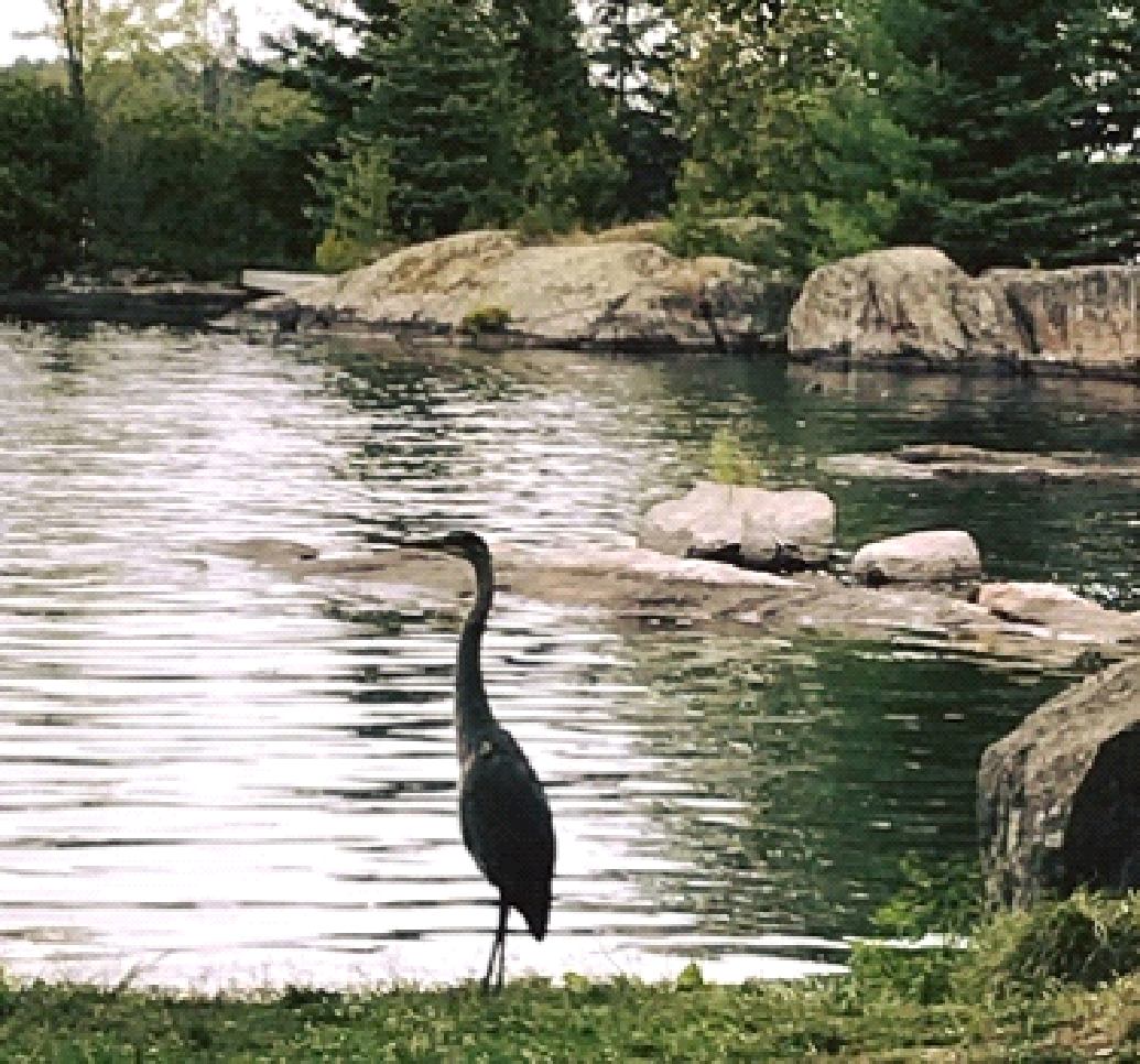 A bird with a long neck is standing next to a body of water.