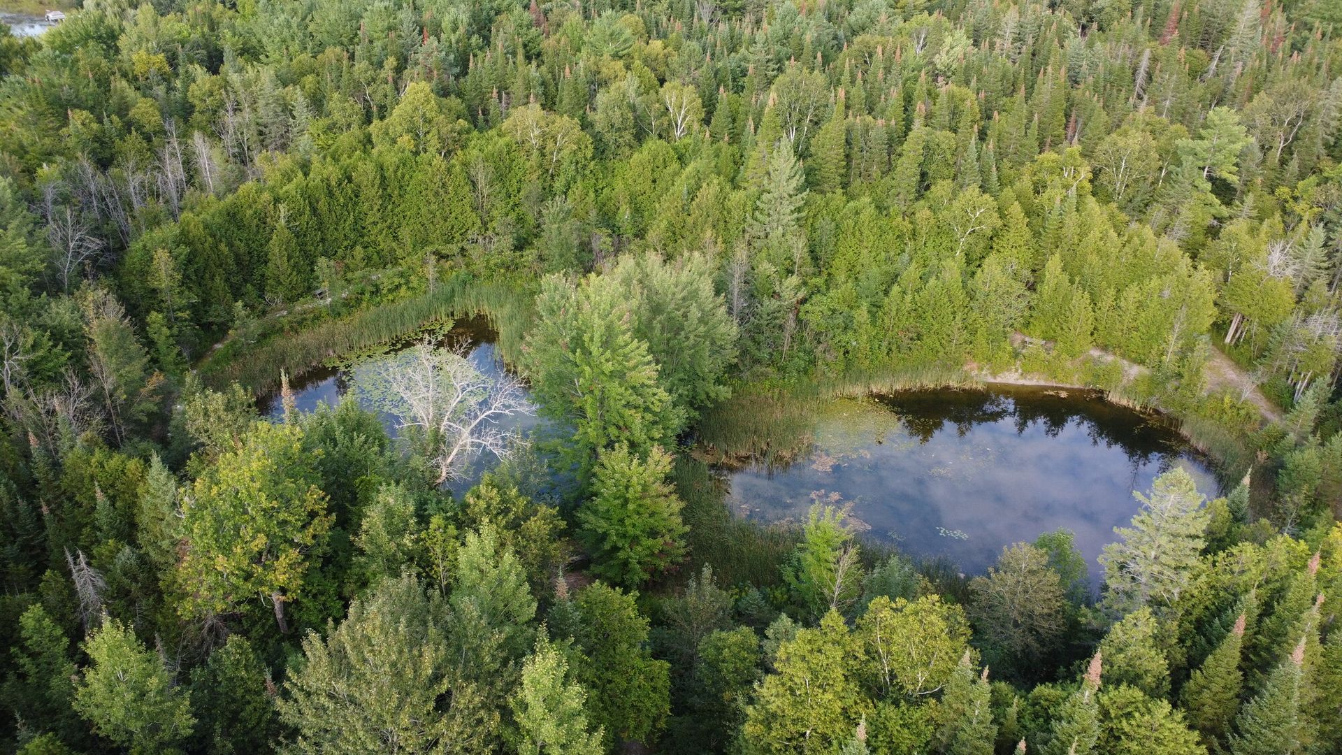 An aerial view of a lake in the middle of a forest surrounded by trees.