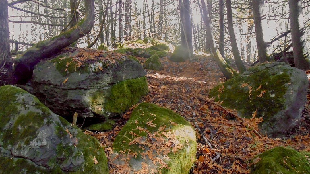 A group of rocks covered in moss in the middle of a forest.