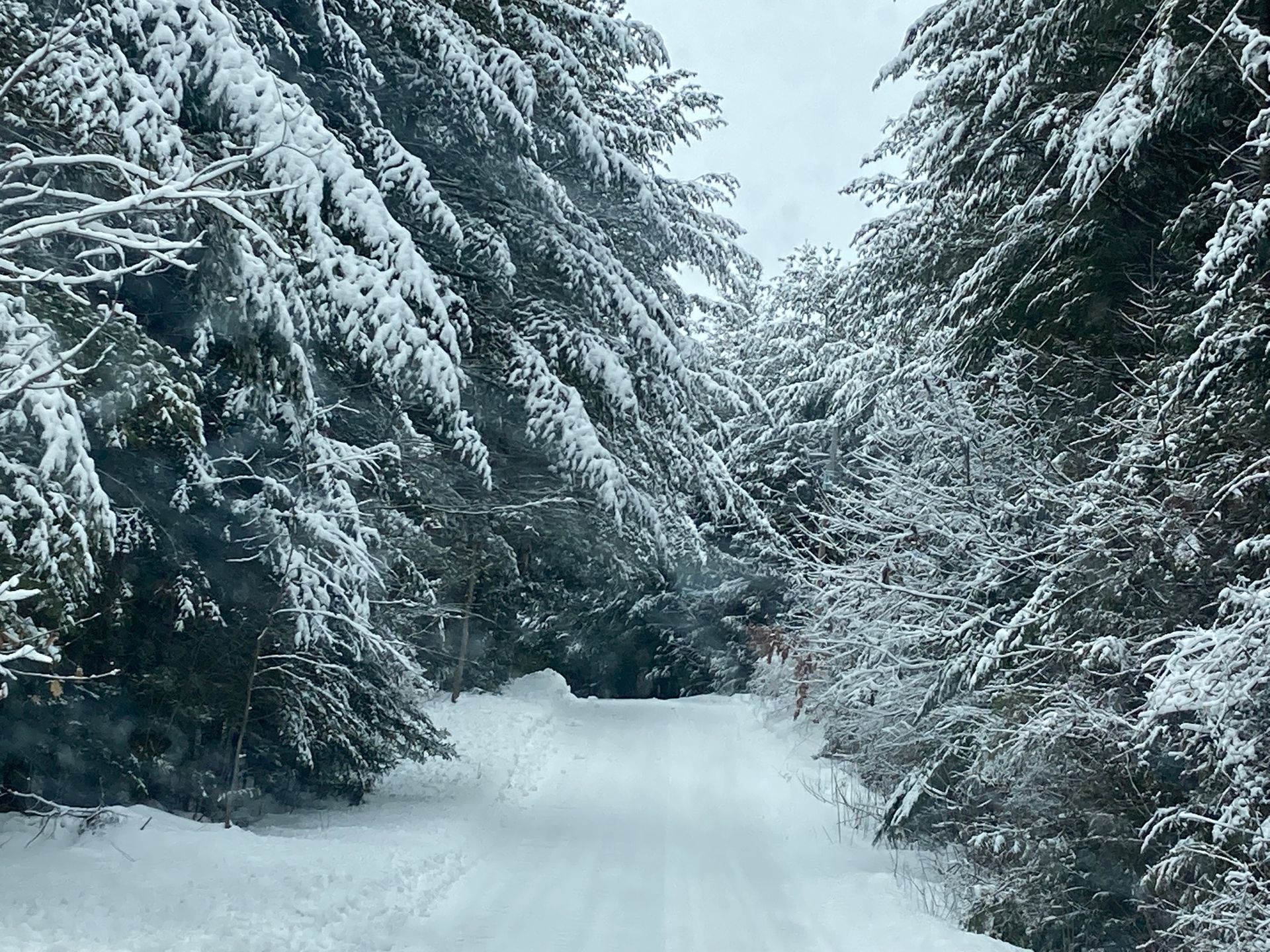 A snowy forest with trees covered in snow and a road going through it.