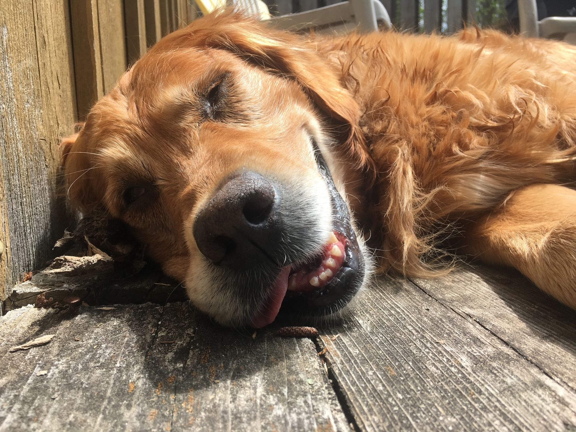 Golden Retriever dog resting on a wooden deck, eyes closed, tongue out.