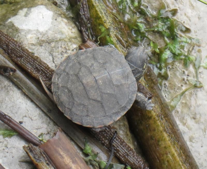 A small turtle is sitting on a pile of branches