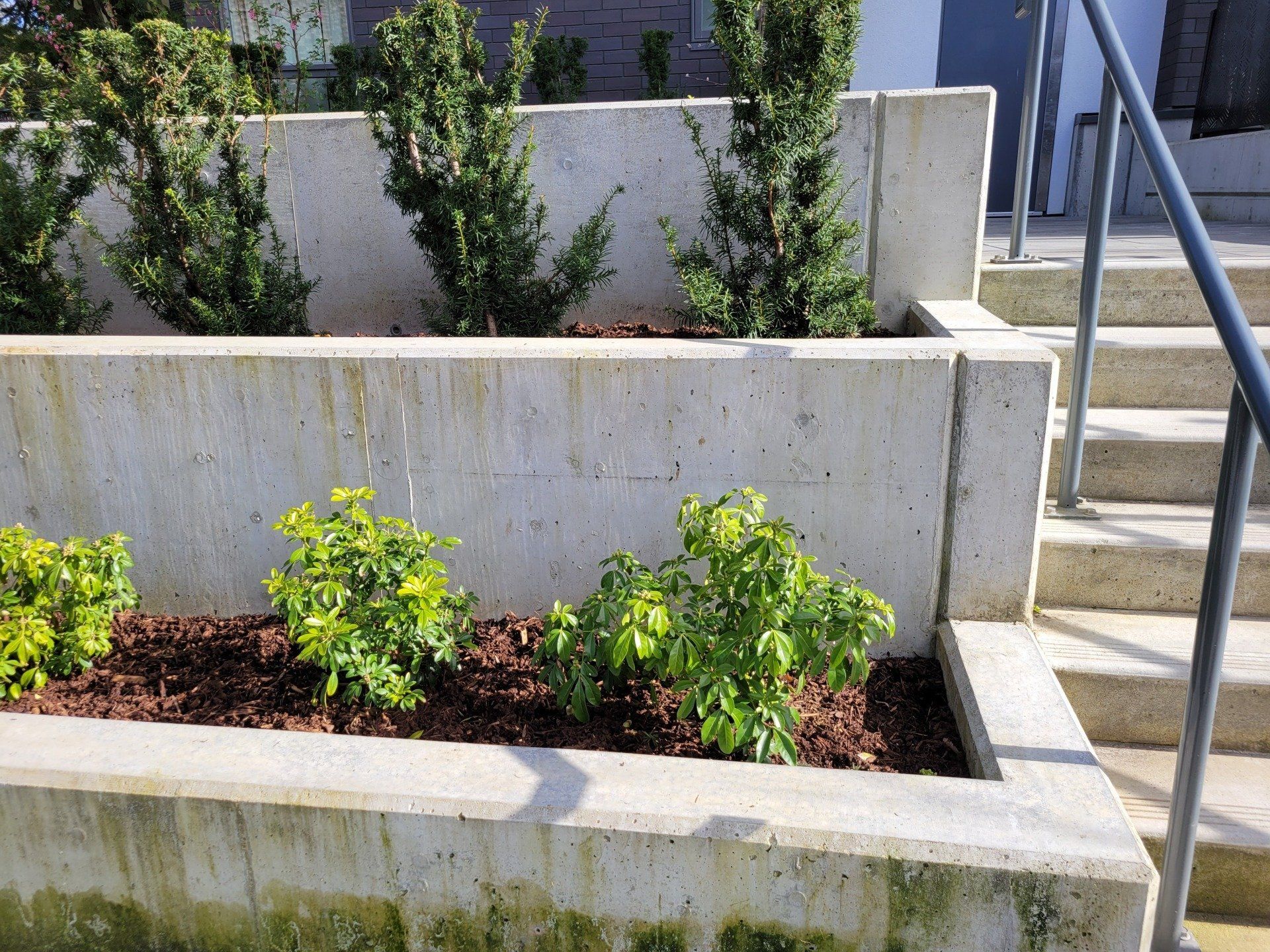 Formed Concrete Planters