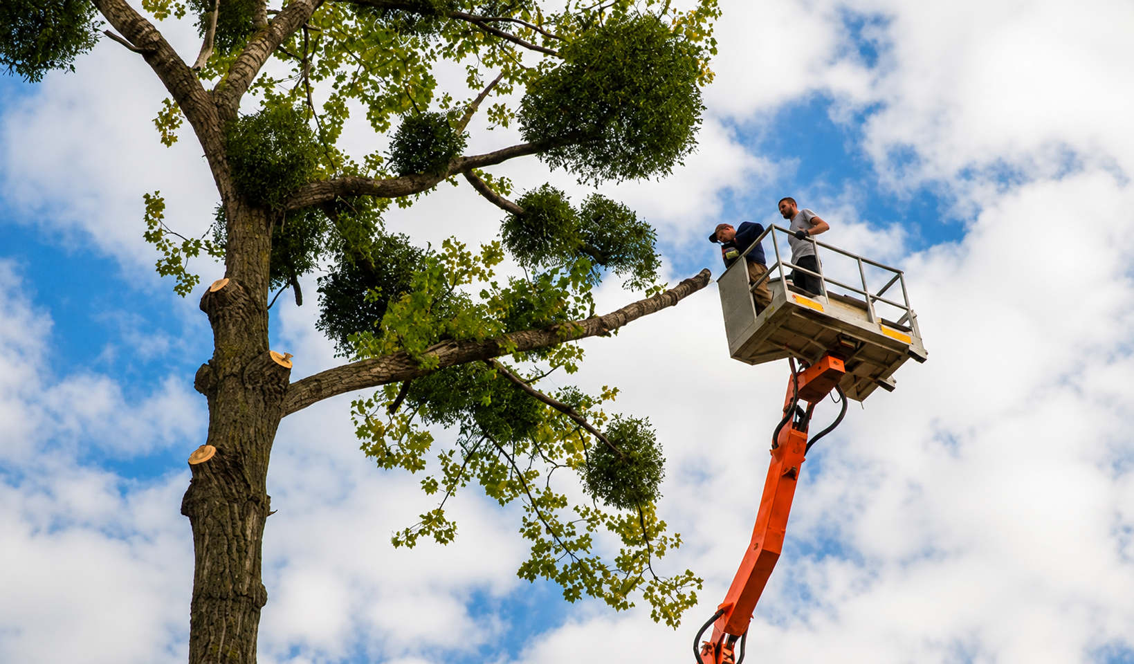 Workers in an orange cherry picker trimming a large tree against a cloudy sky