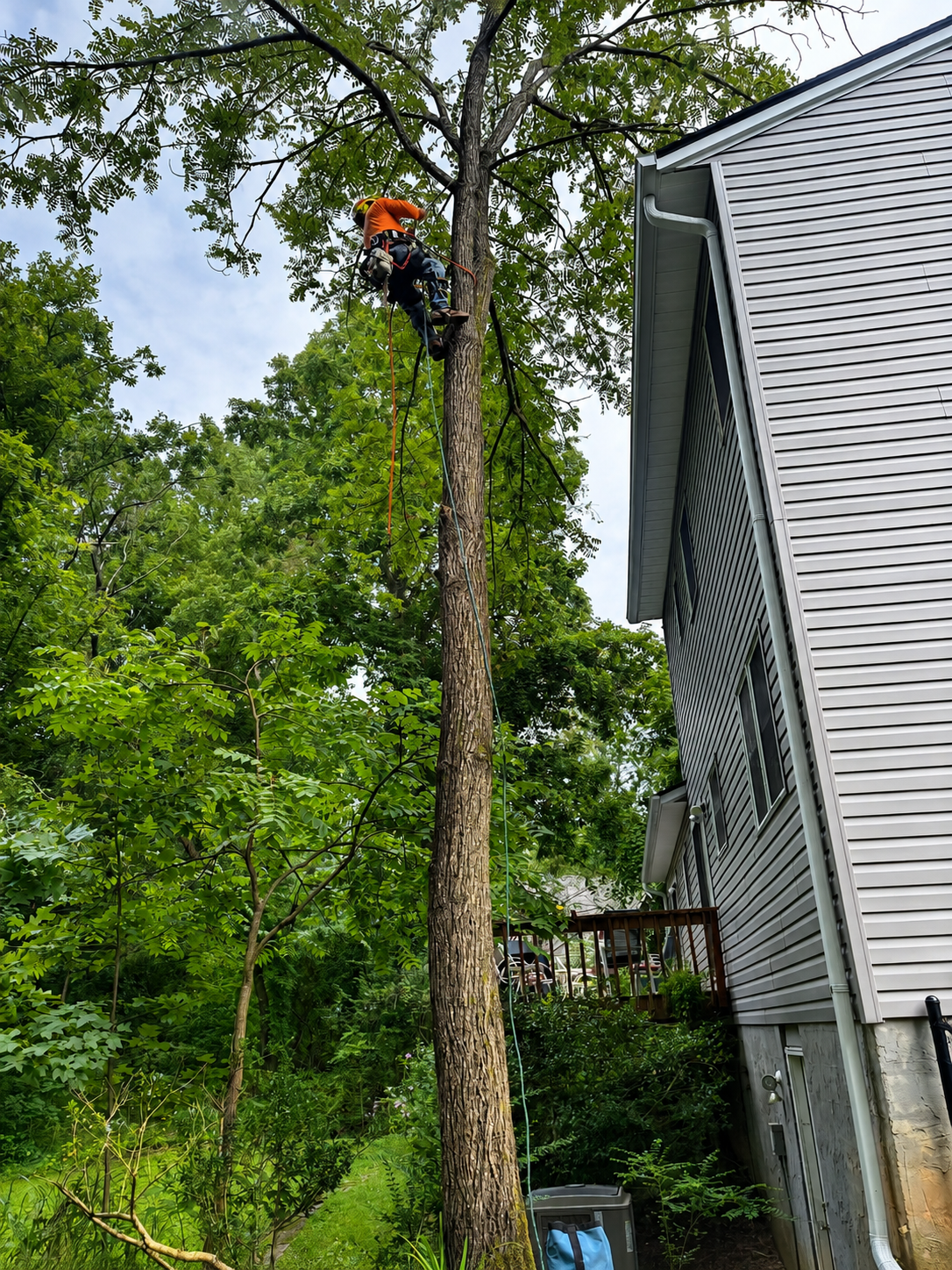 Arborist in orange helmet climbing a tall tree beside a house while using chainsaw at the trunk