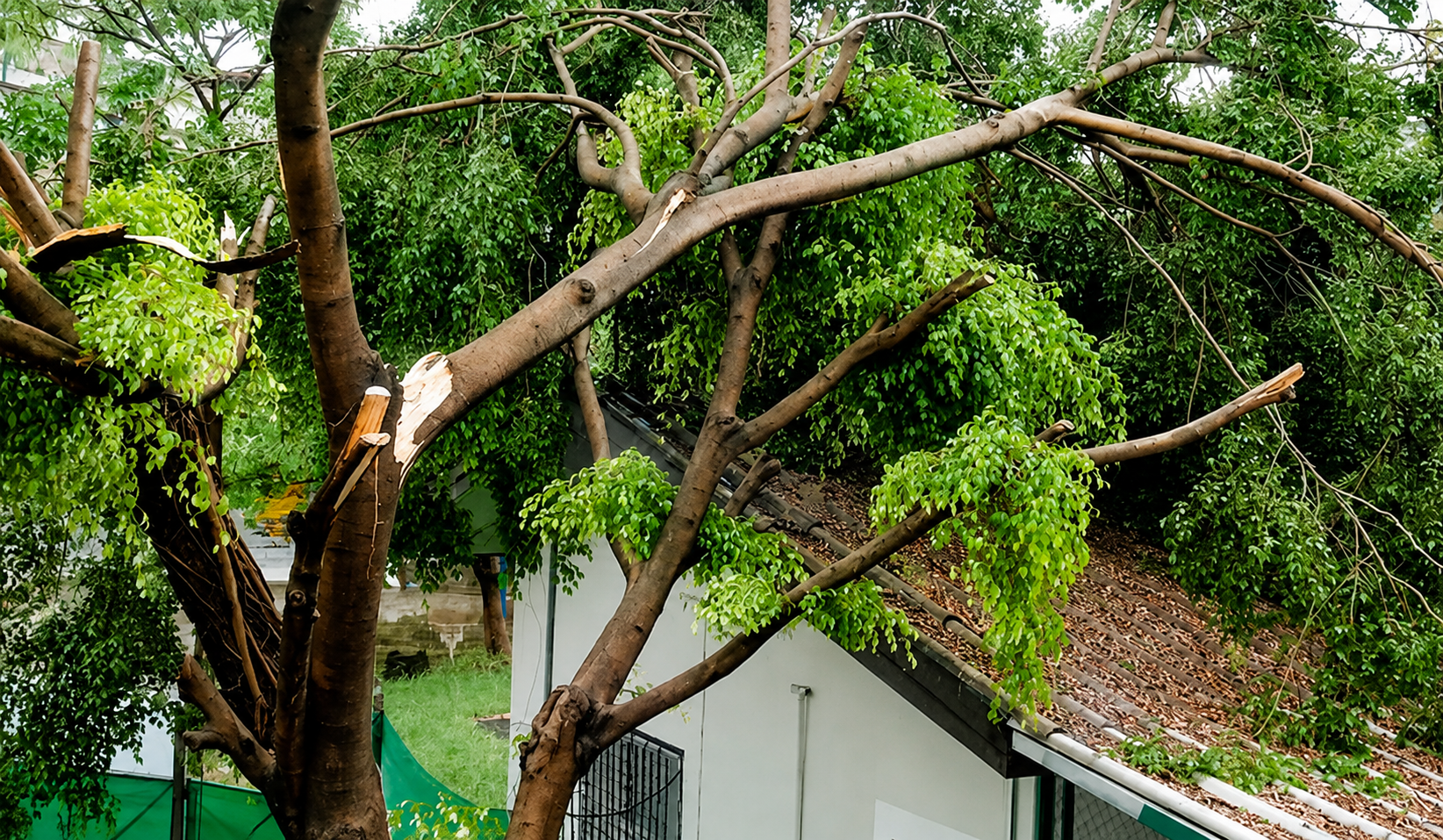 Leafy tree branches over a white house roof in a green outdoor setting