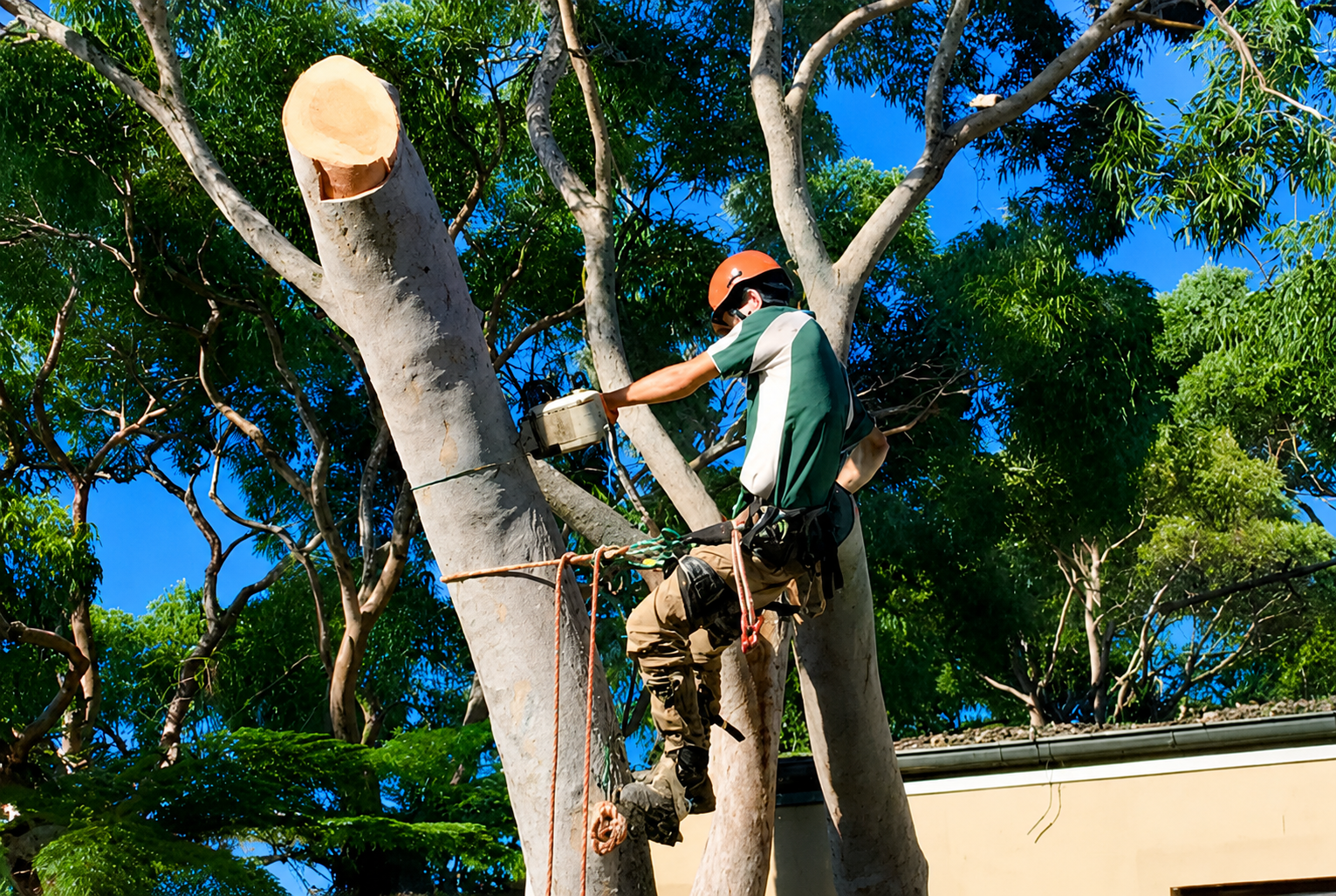Tree worker in a safety harness pruning a large tree with a chainsaw under a blue sky.