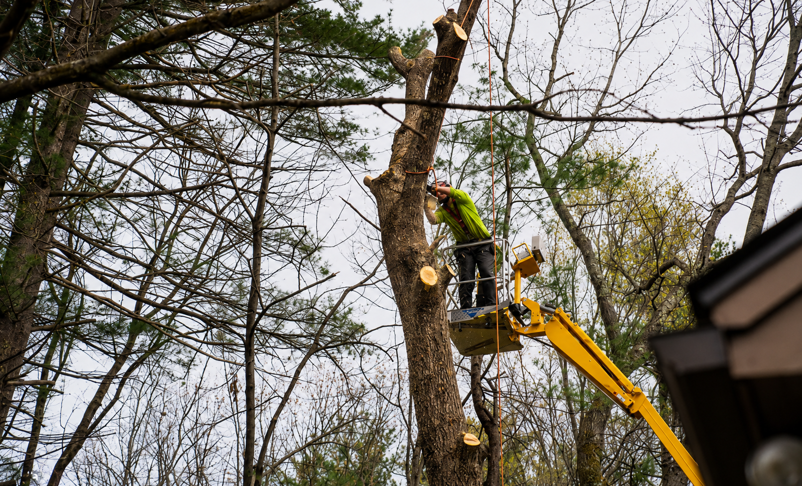 Worker in a yellow bucket lift trimming a tree branch in a wooded area.