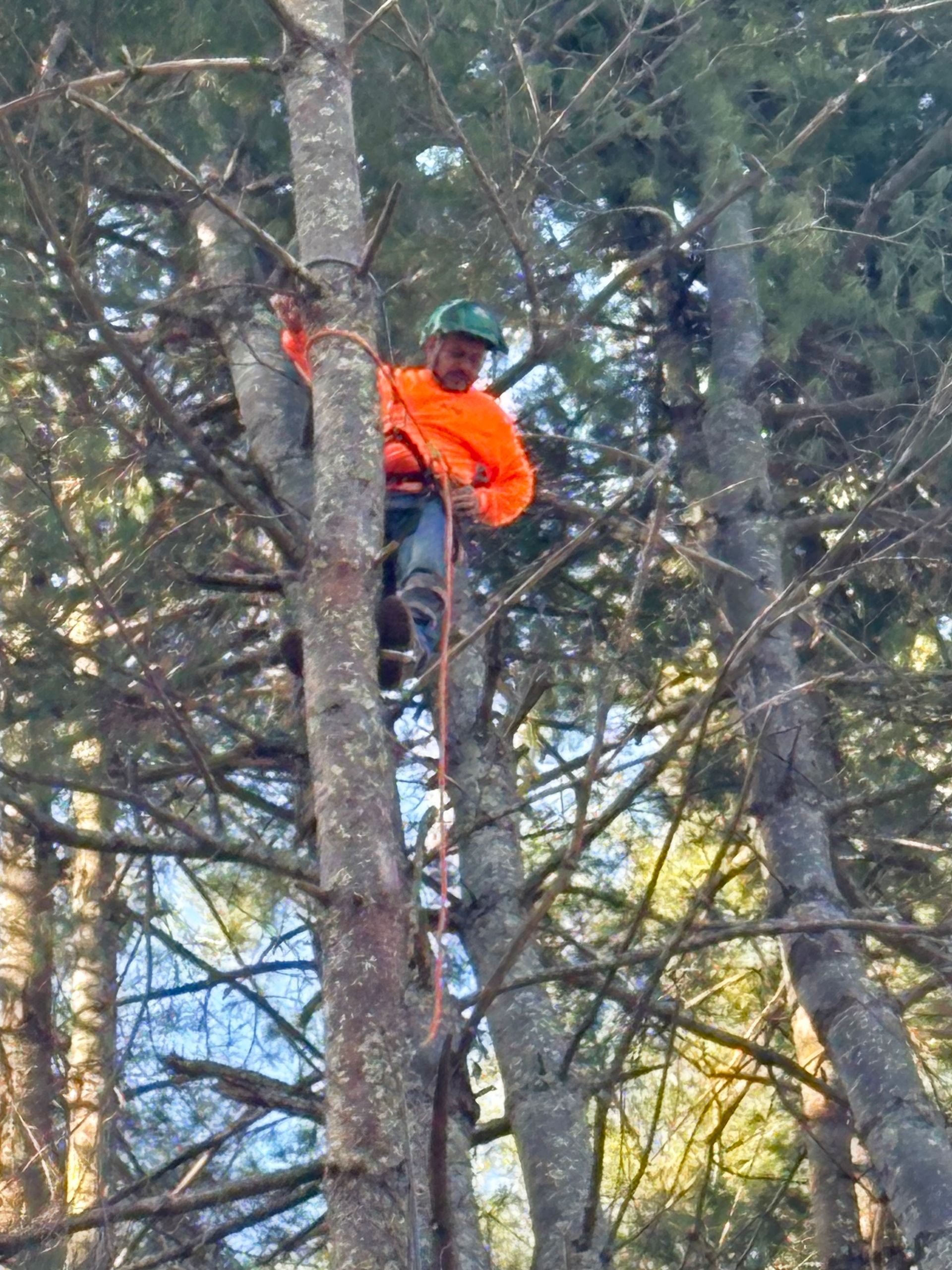 Person in a bright orange jacket climbing a tree with safety gear in a wooded area