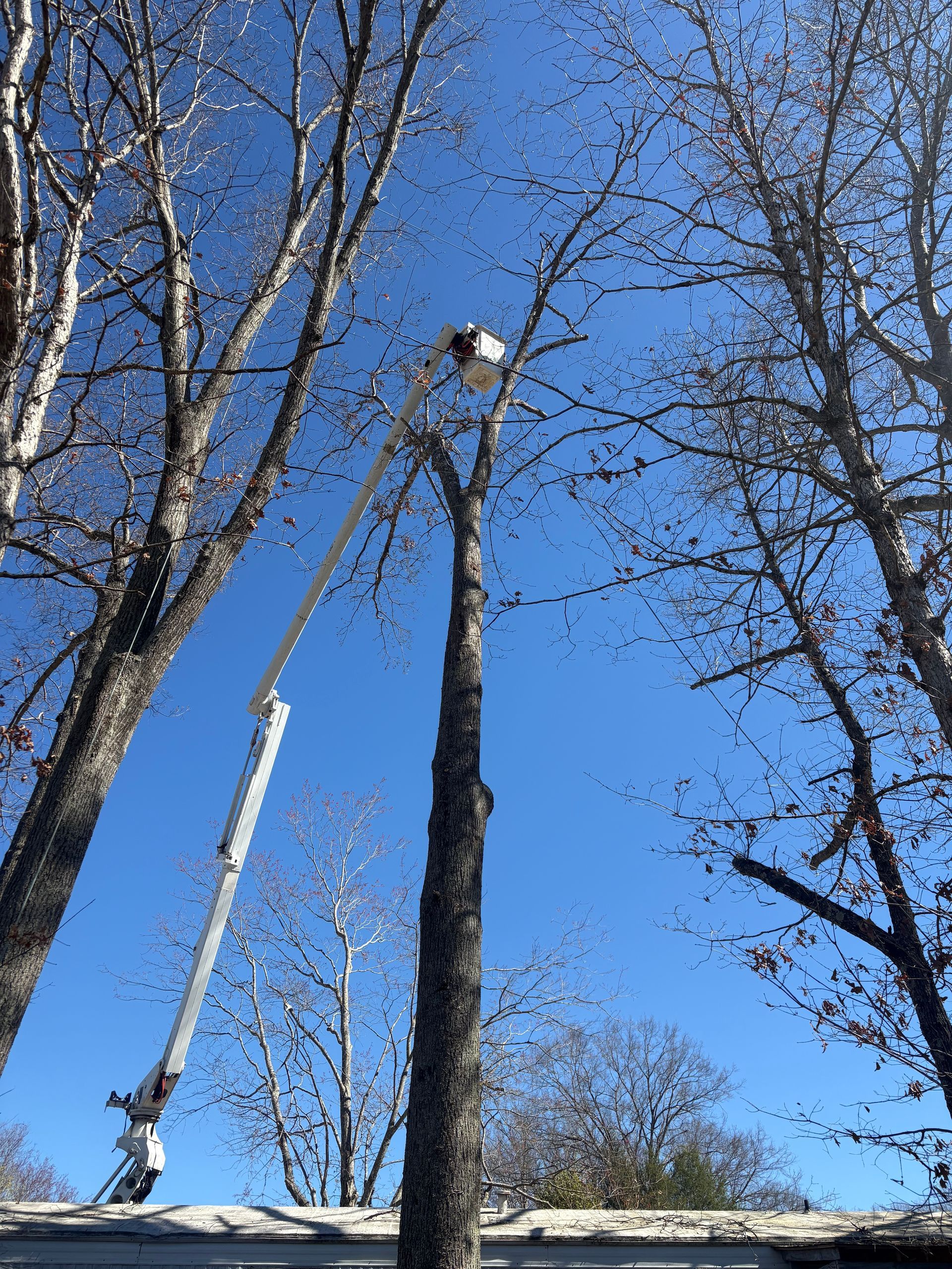 Utility worker in a cherry picker trimming a tall tree against a clear blue sky