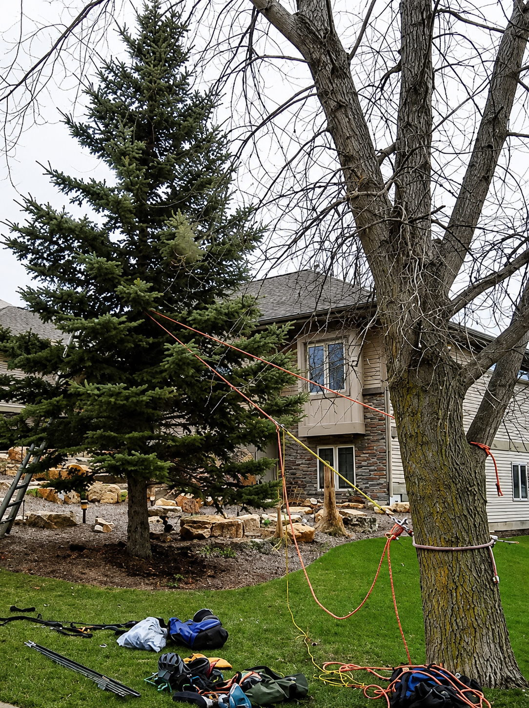 Tall evergreen and leafless tree in a yard by a stone house, with bags and tools on the grass