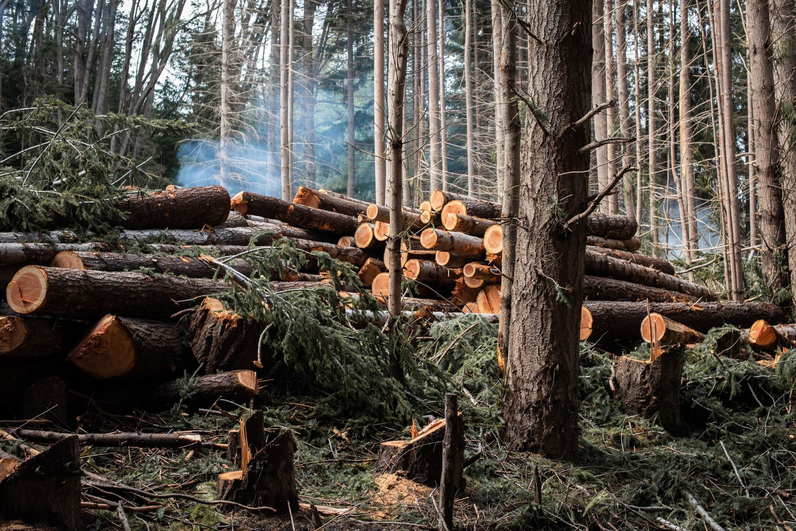 Freshly cut logs stacked in a forest clearing with smoke rising among tall trees.