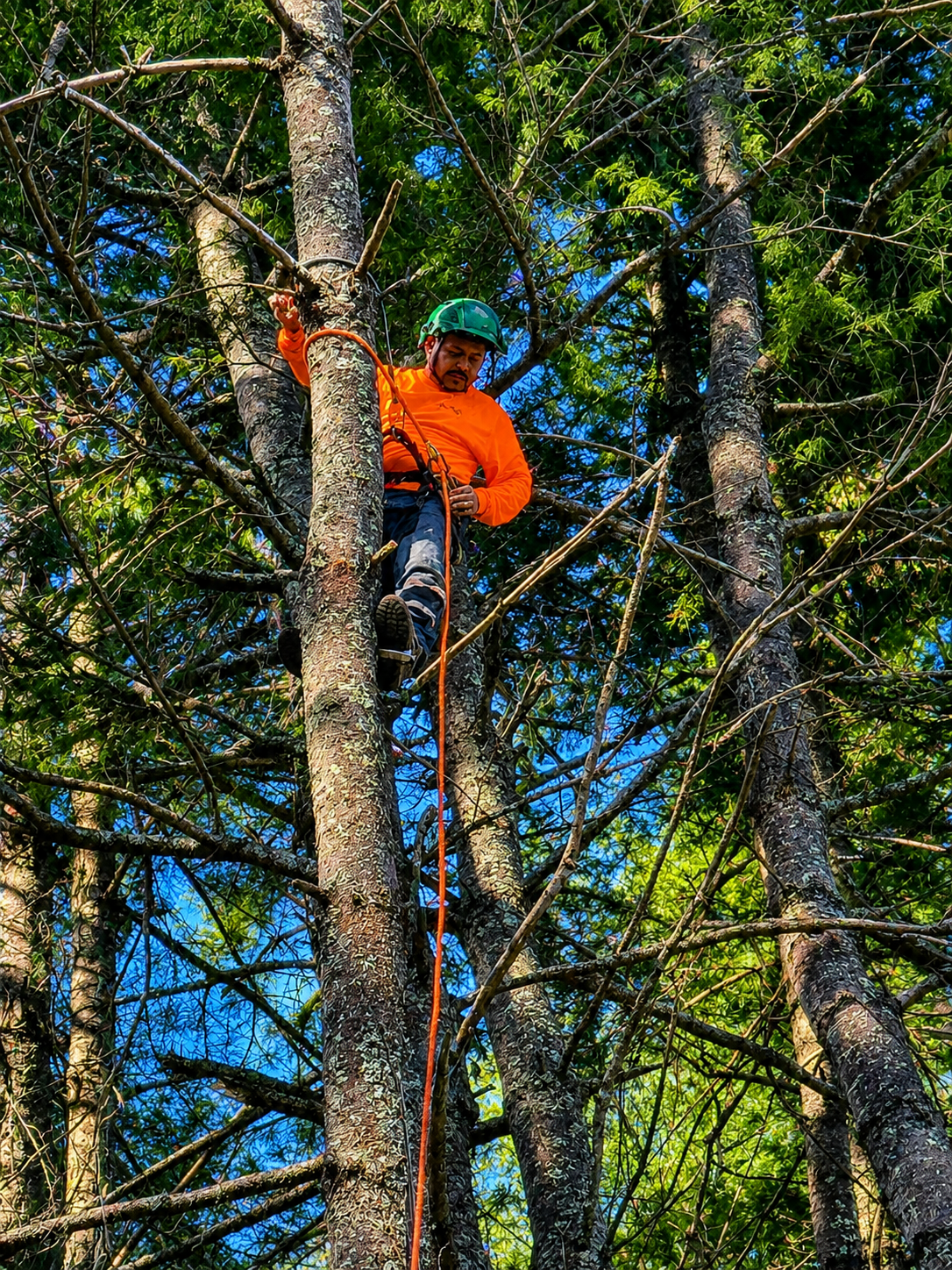 Person in an orange jacket climbing a tree with ropes in a wooded area