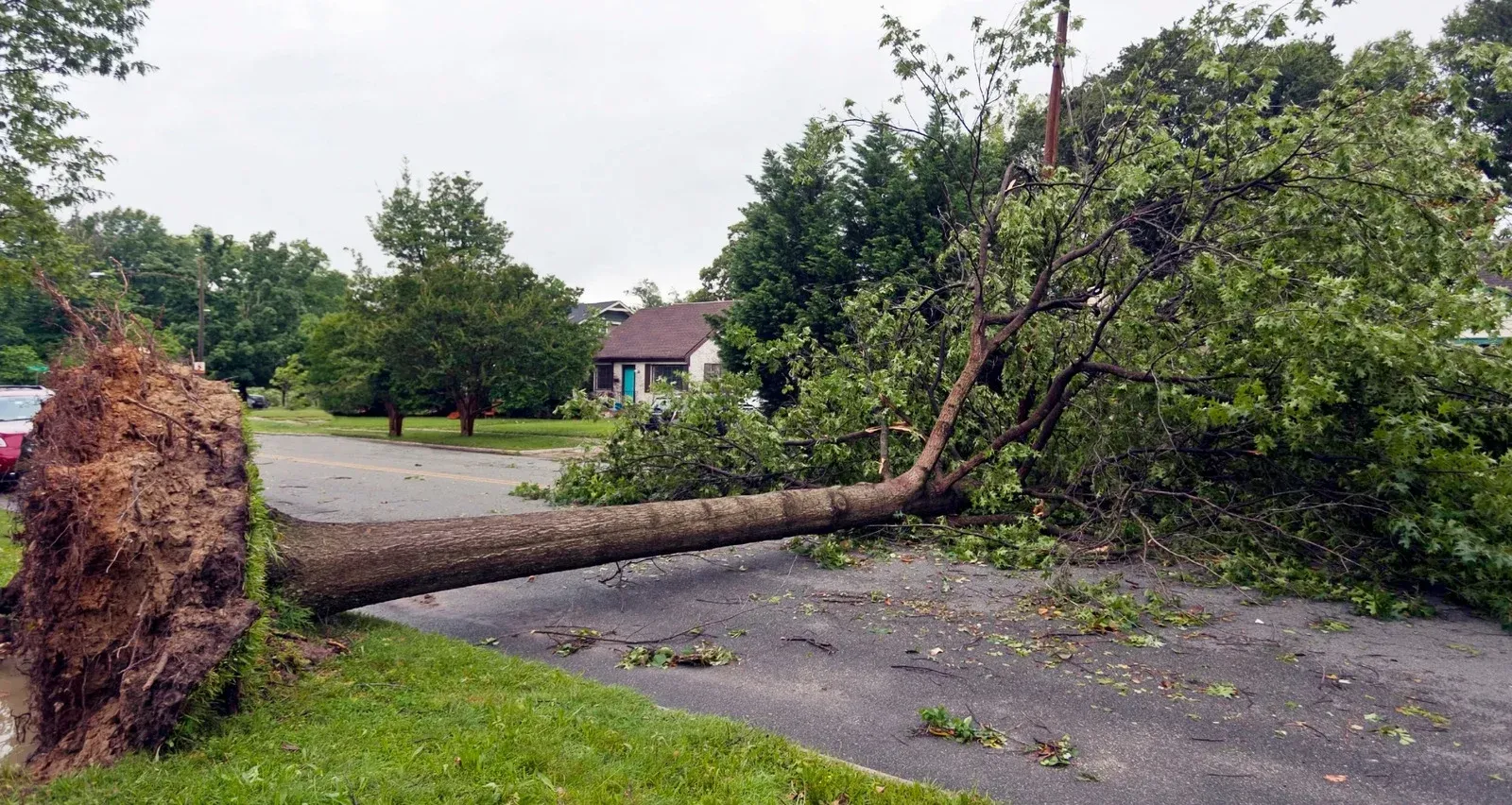 Fallen tree blocking a wet driveway after a storm, with branches and leaves scattered around.