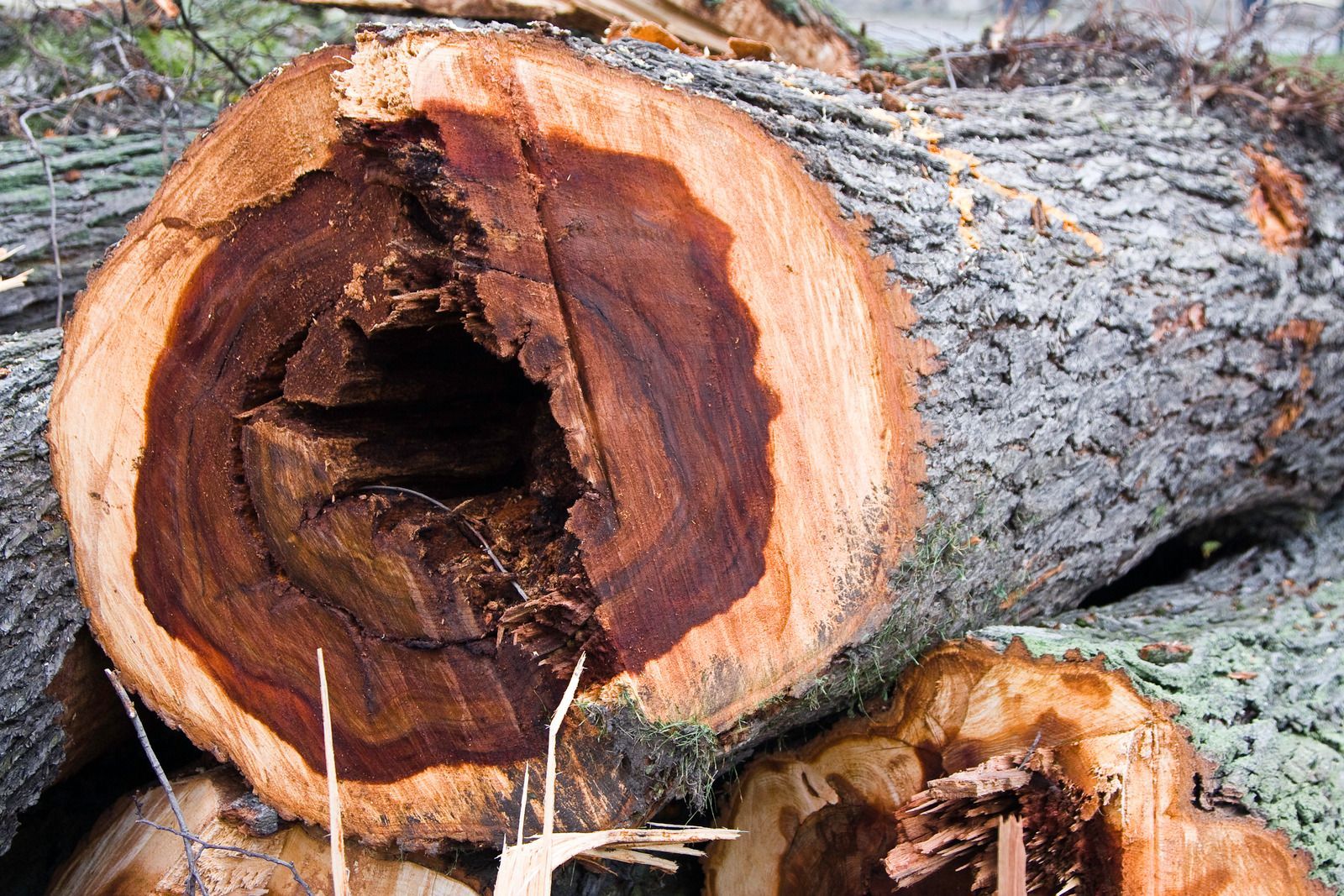 A cut tree trunk showing a dark hollow center and rough bark, with another log beside it.