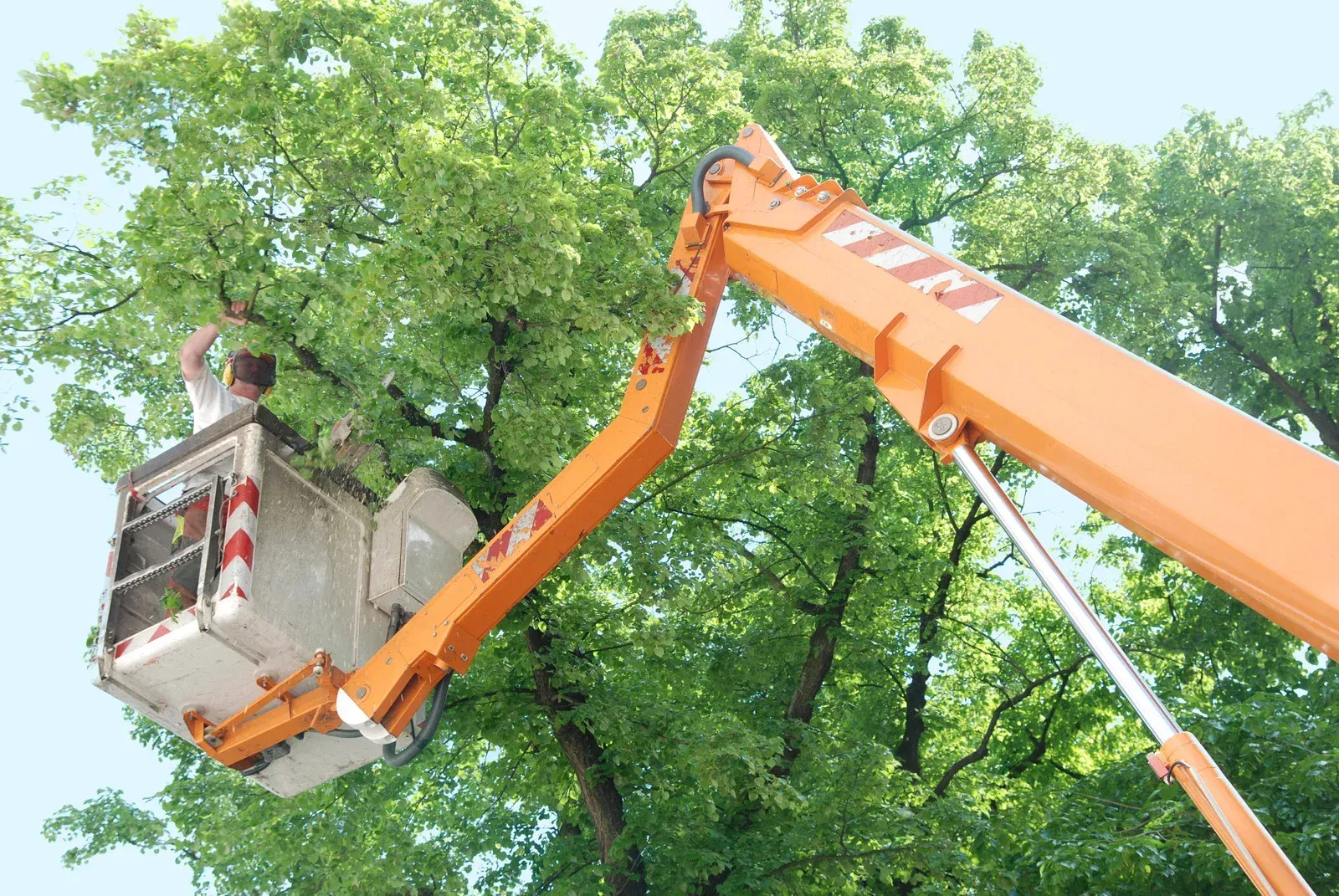 Worker in a bucket lift trimming a tall tree with an orange boom arm