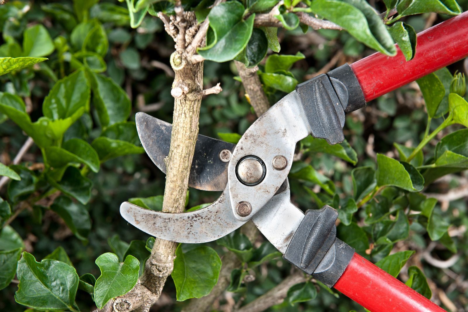 Red-handled pruning shears trimming a shrub branch among green leaves