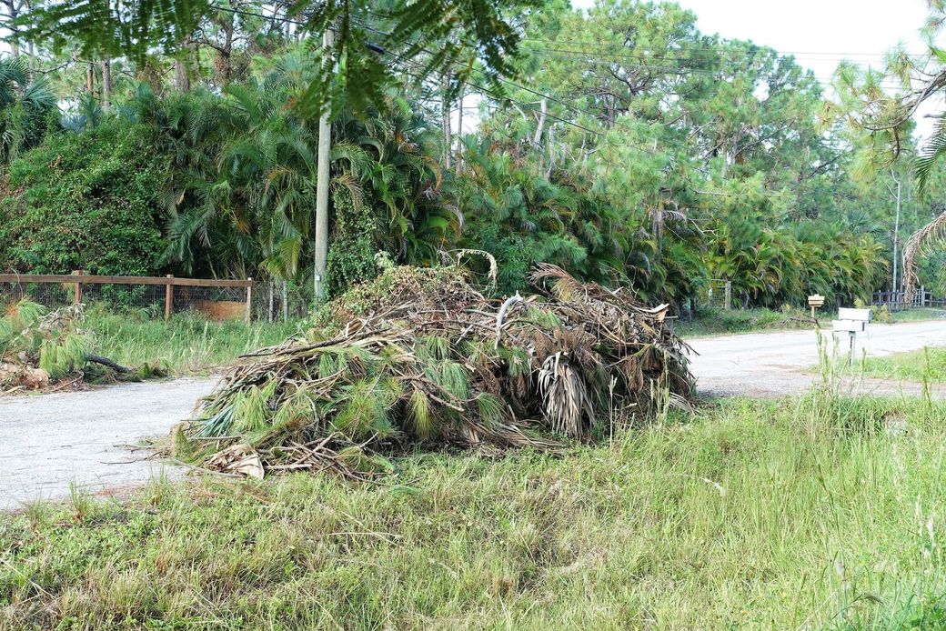 Pile of cut branches beside a road in a grassy, tree-lined area