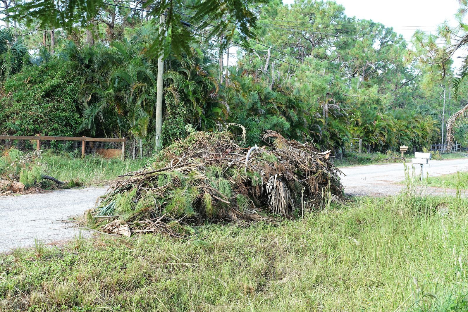 Piled brush and tree debris beside a grassy roadside with lush green trees in the background