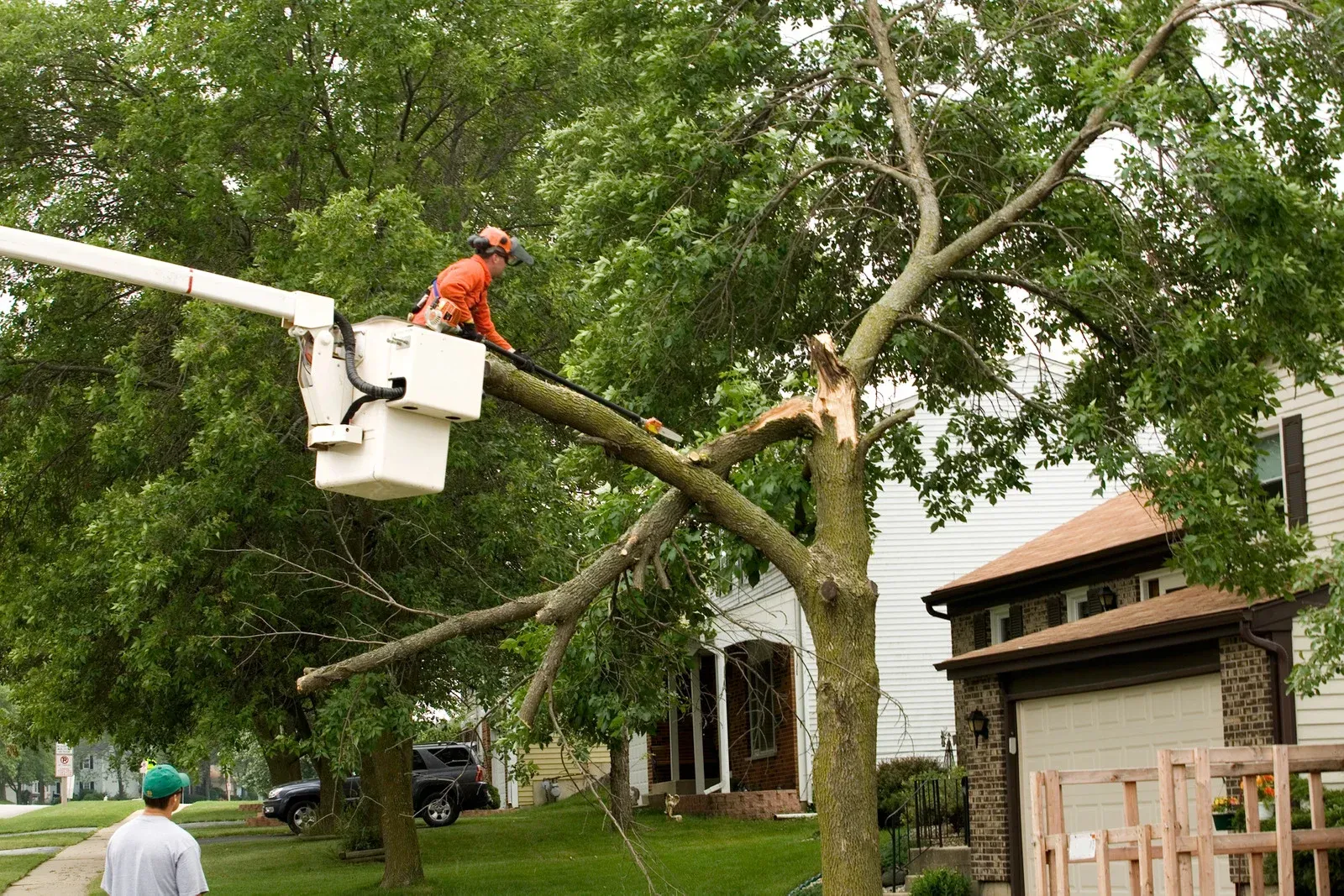 Worker in a bucket truck trims a large tree in a residential yard.